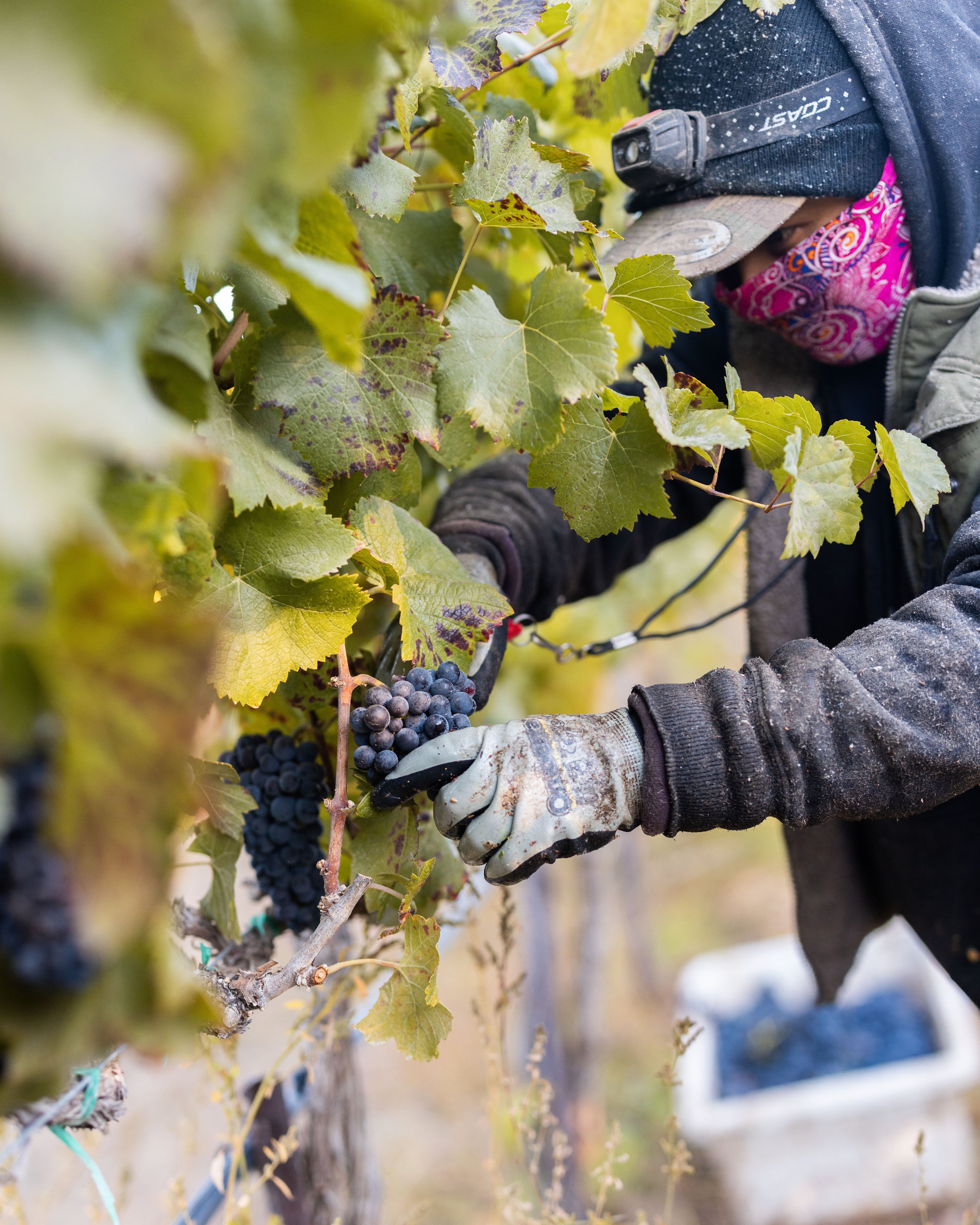 Close-up of a worker harvesting dark purple grapes from a vine, wearing protective gloves, a cap, and a colorful face mask, in a vineyard during daytime.