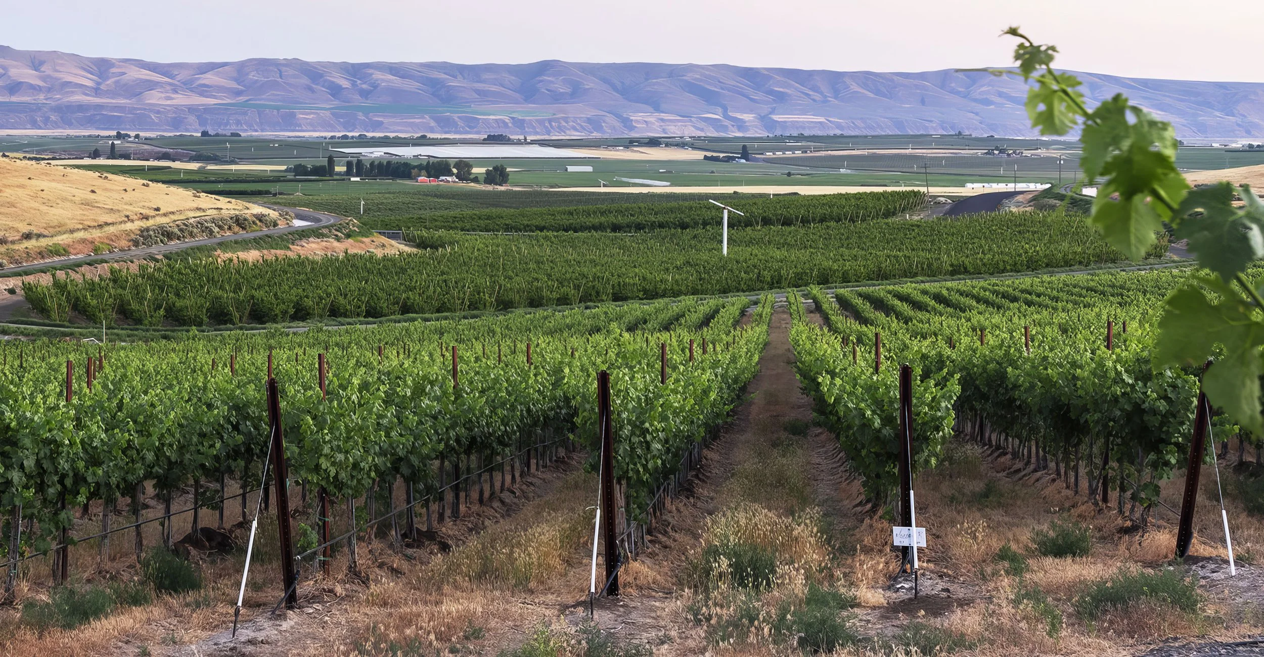 A view of a vineyard with rows of grapevines in the foreground and rolling hills in the background.