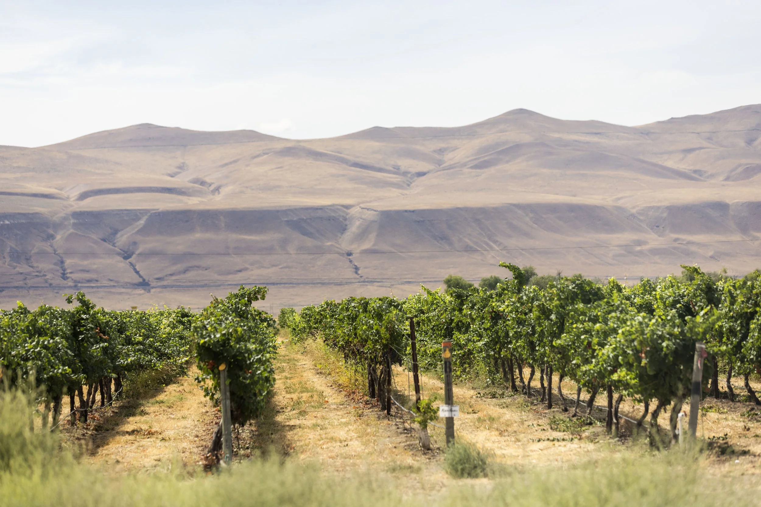 Vineyard with rows of grapevines in foreground and desert hills in background under partly cloudy sky
