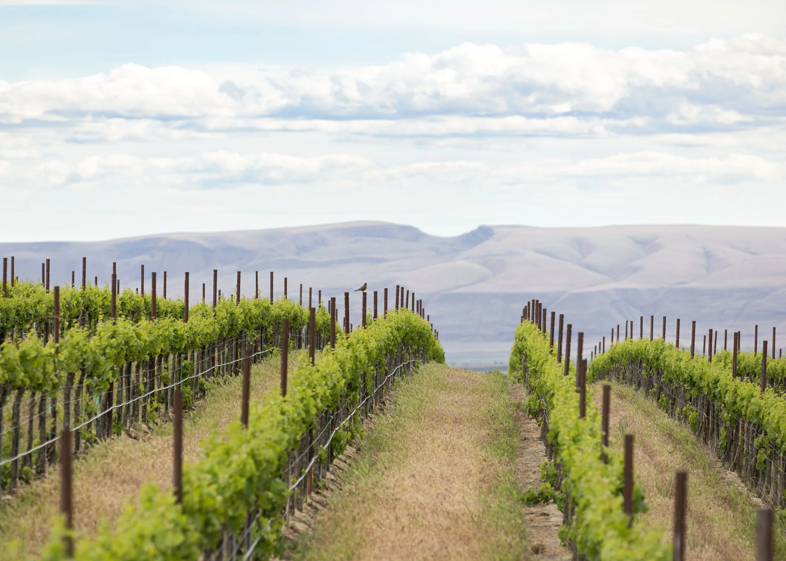 Vineyard rows with green grapevines in a rural landscape with mountains and cloudy sky in the background, and a bird perched on a stake.