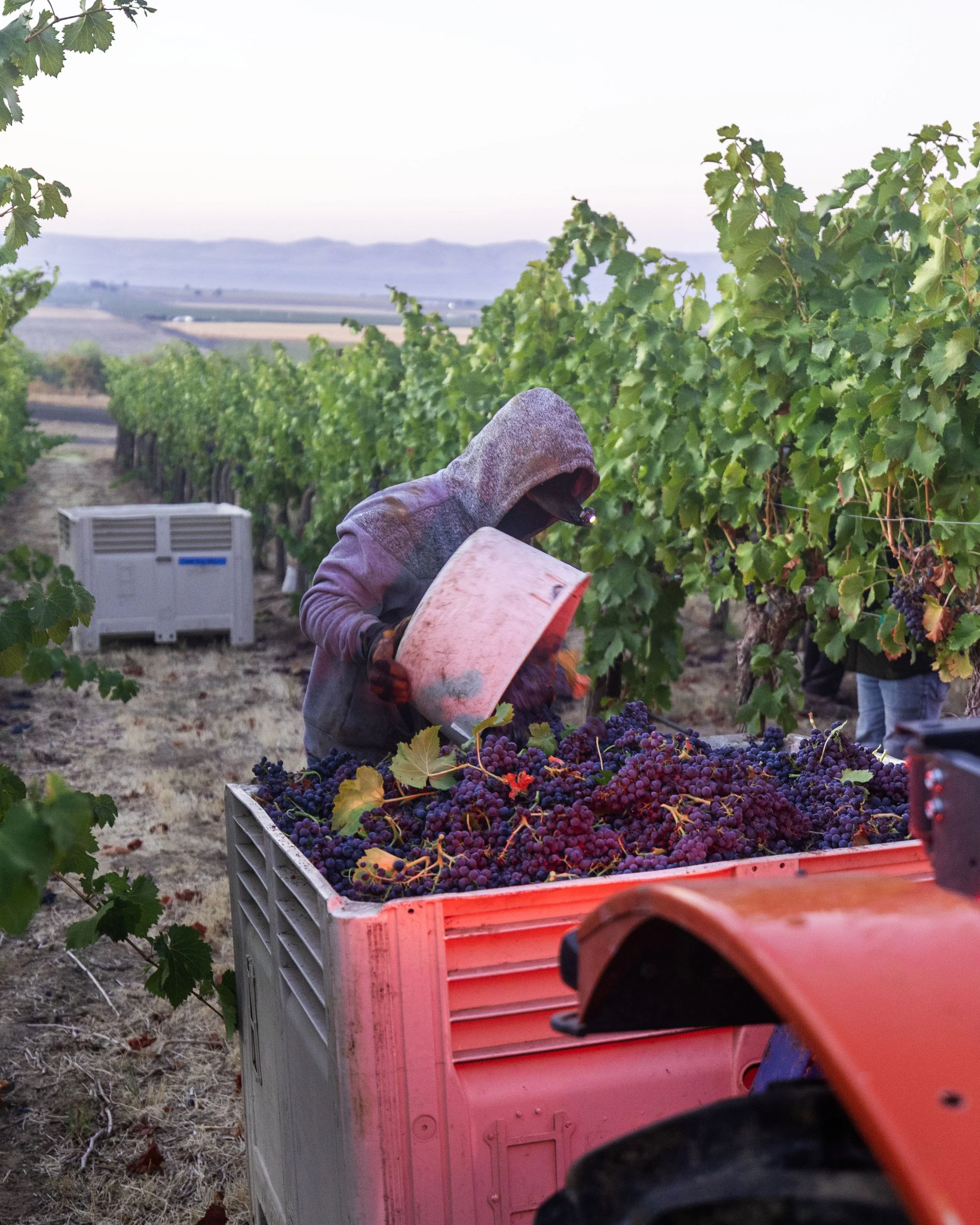 A person standing in a vineyard, harvesting grapes into a red container, with rows of grapevines and rolling hills in the background.