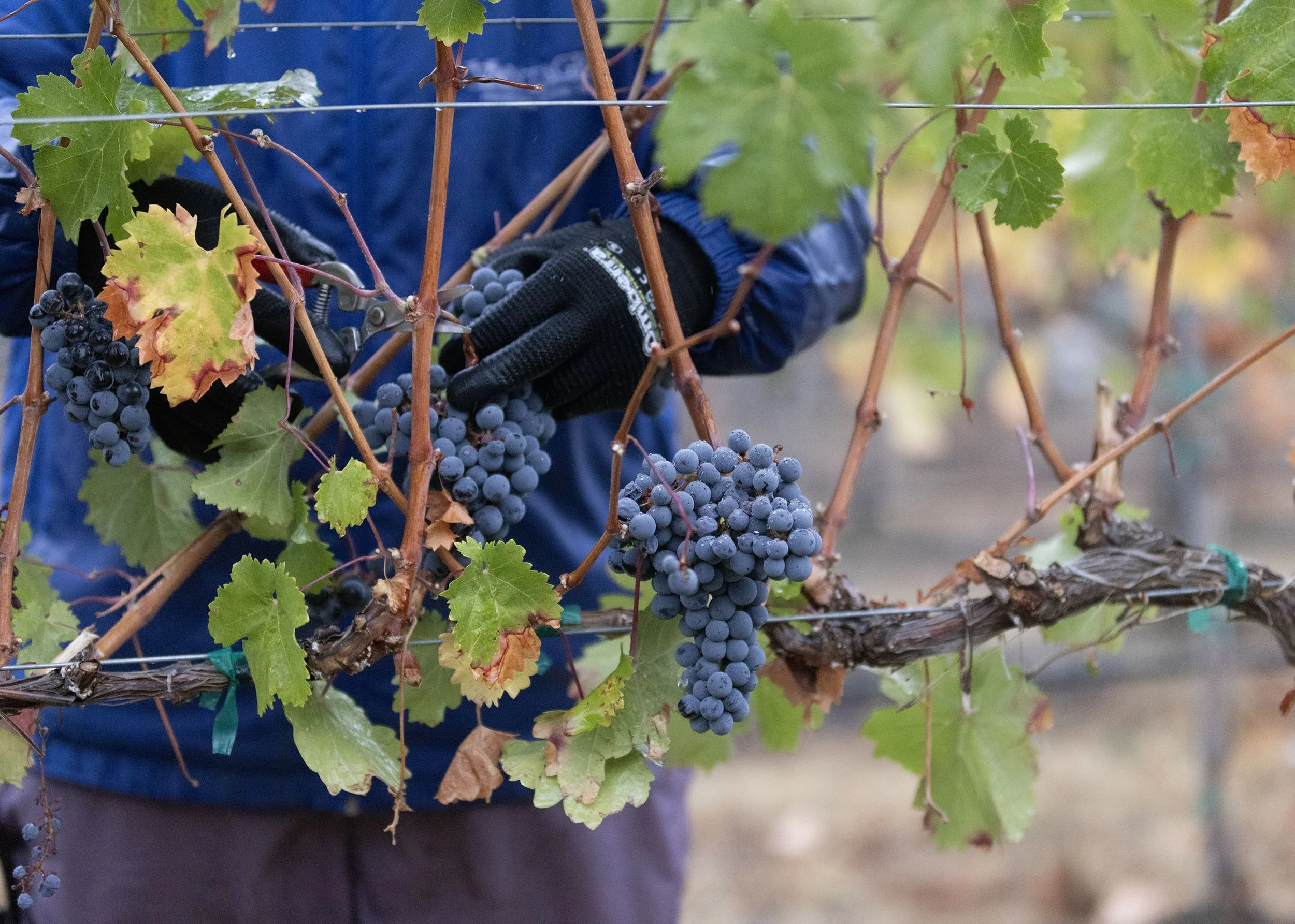 Solaksen_harvest 2023_Cab Sauv (15).jpg