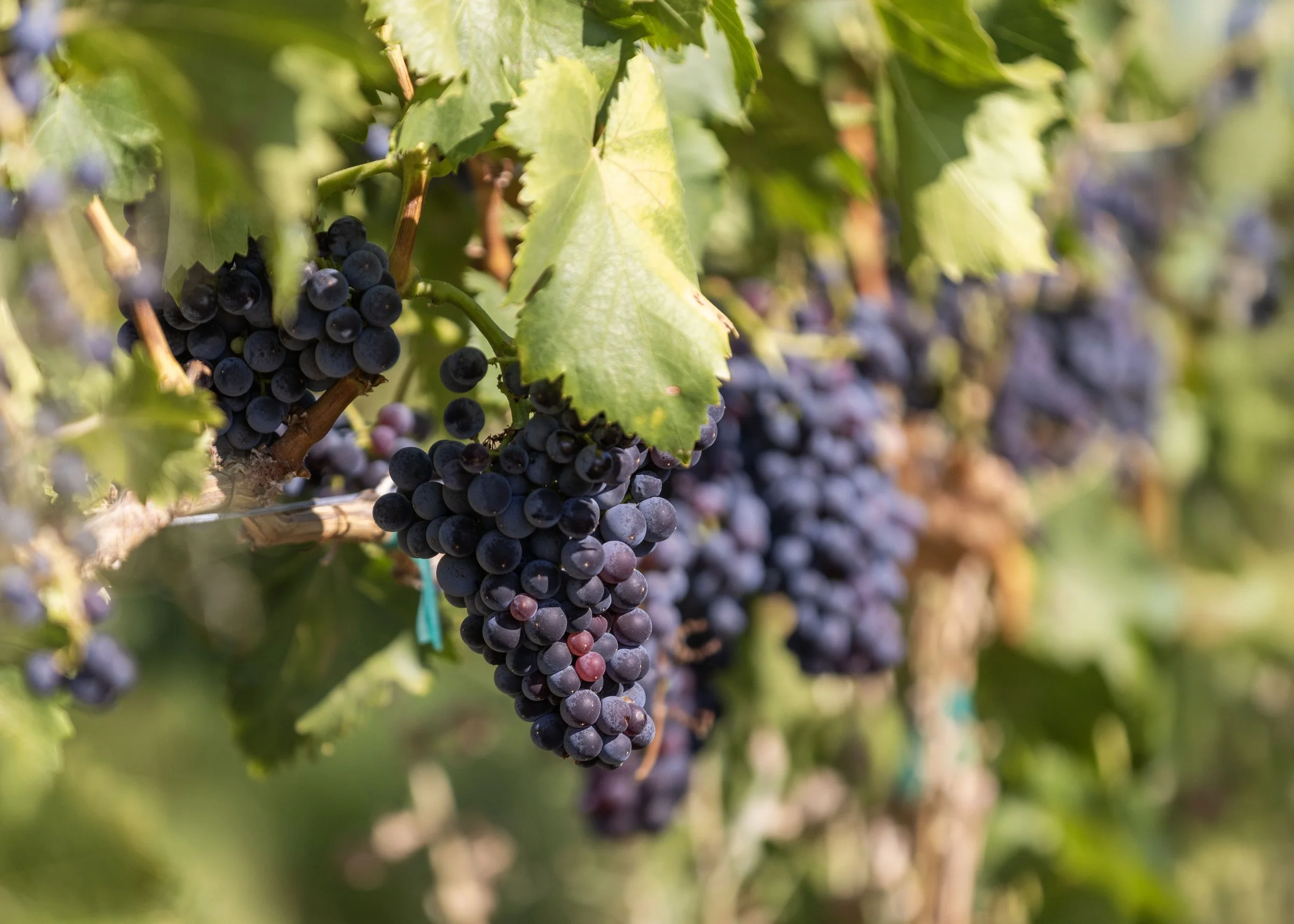 A cluster of ripe, dark purple grapes hanging from a vine with green leaves.