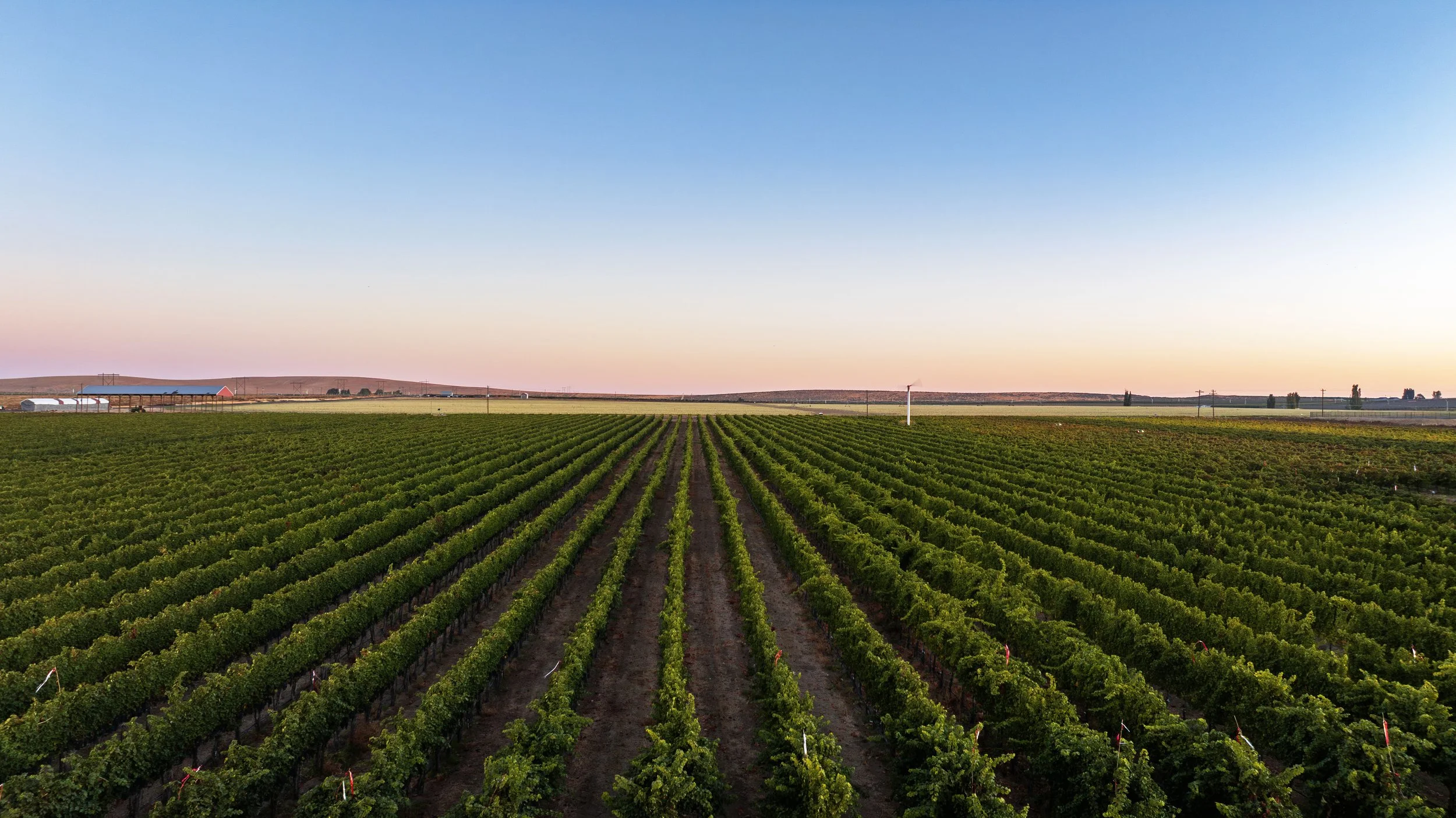 Vineyard rows extending across a field at sunset with a barn and hills in the distance.