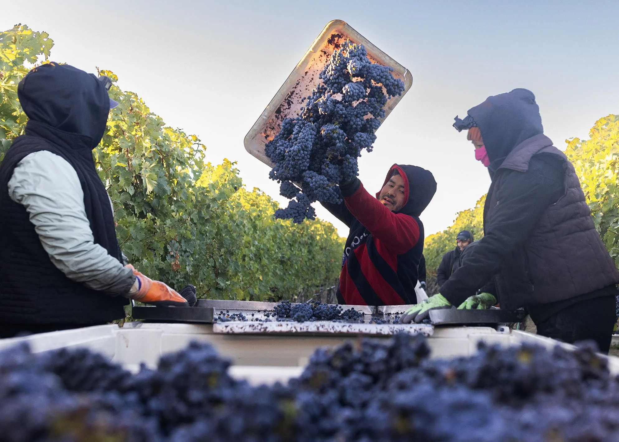 Group of vineyard workers harvesting and dumping grapes into bins during daytime.