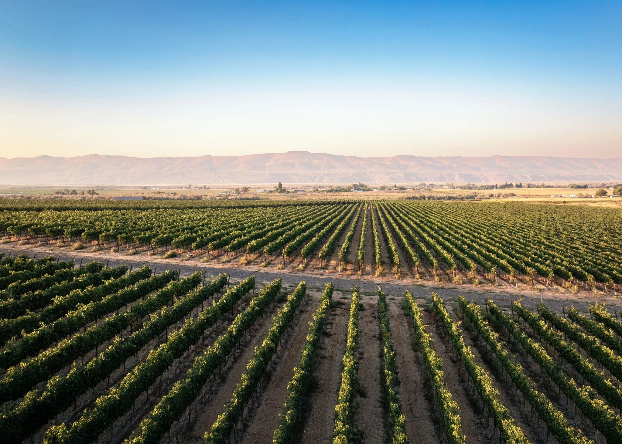 A vineyard with rows of grapevines extending toward distant mountains under a clear blue sky.