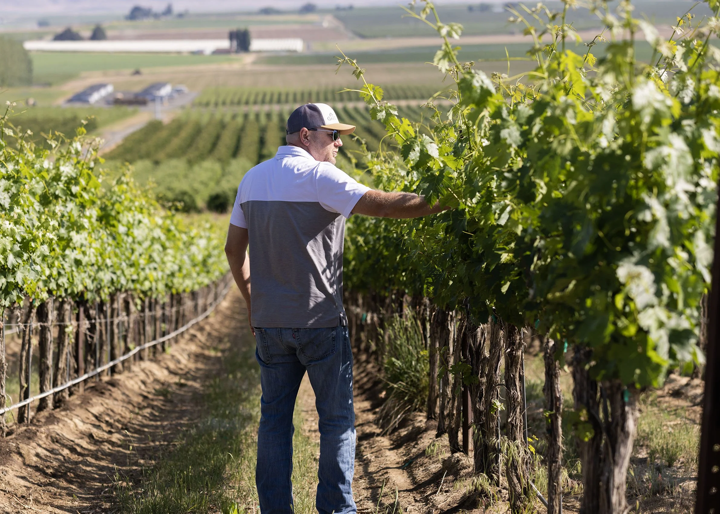 A man in sunglasses and a baseball cap inspecting grapevines in a vineyard on a sunny day, with rolling hills and farm buildings in the background.