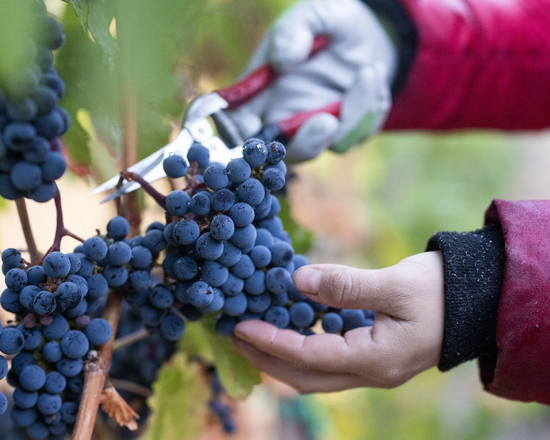 A person with a gloved hand is picking a cluster of ripe dark purple grapes from a vineyard. The background is green and blurry.