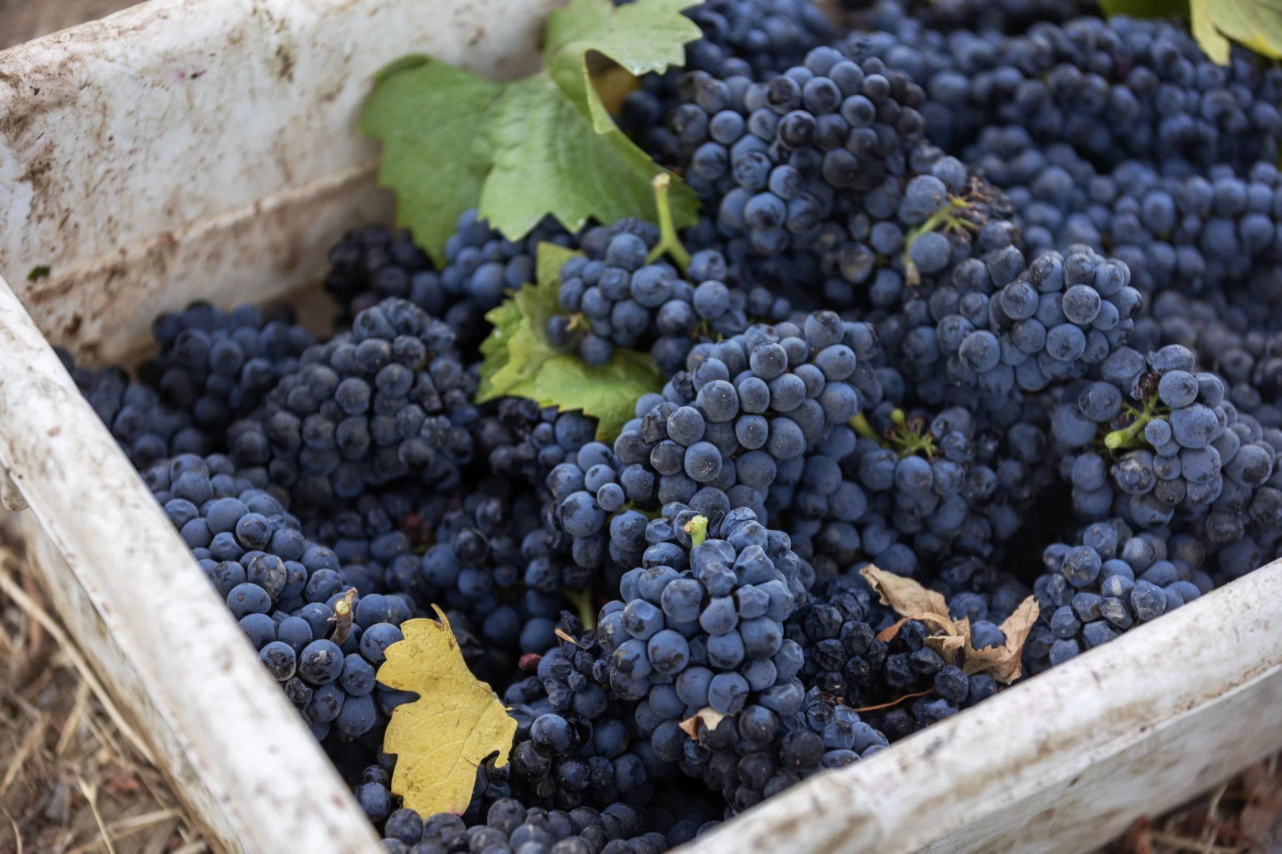 Close-up of freshly harvested dark purple grapes in a basket with some green and yellow leaves.