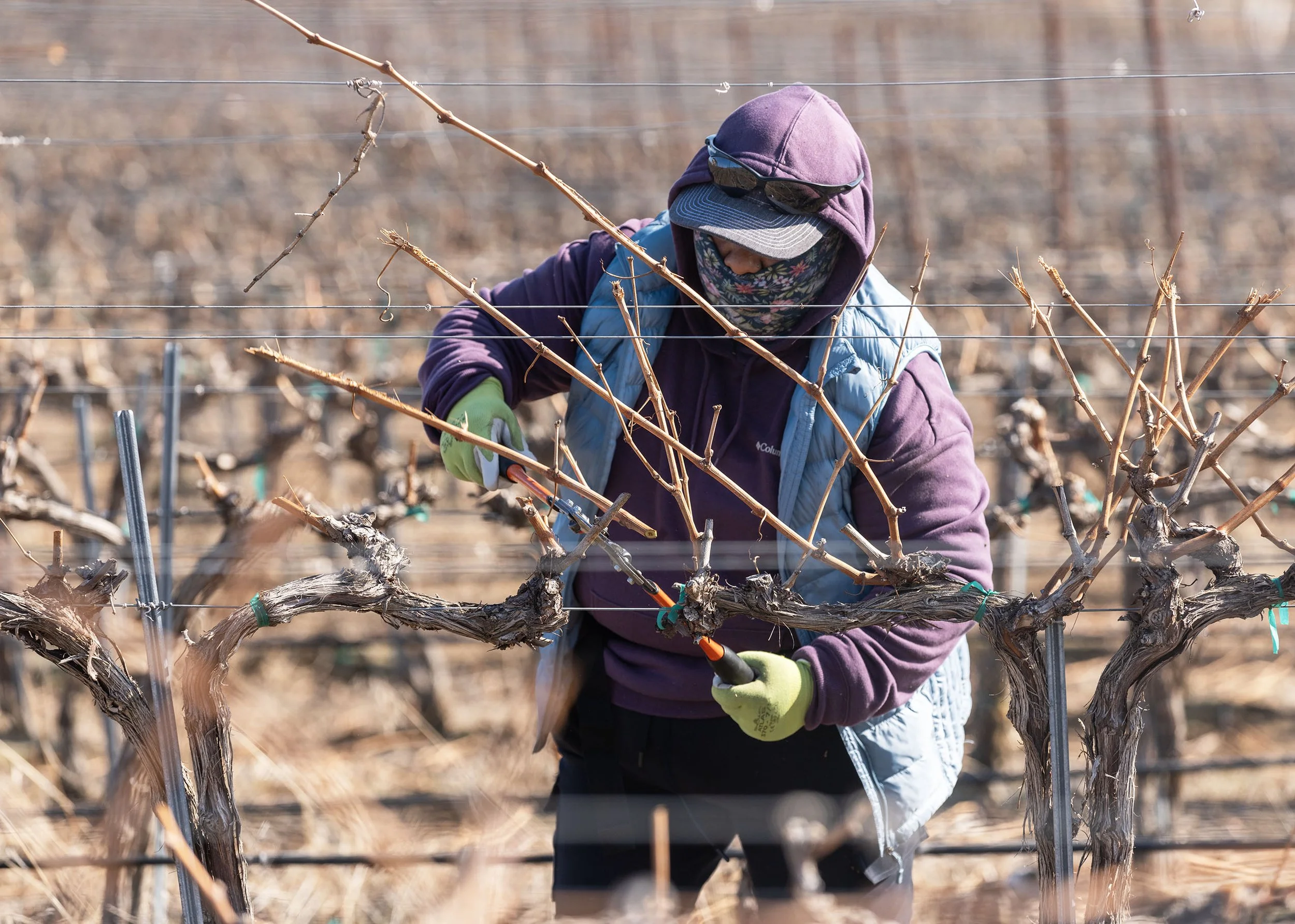 Person pruning grapevines in a vineyard during winter, wearing a hoodie, gloves, sunglasses, and a scarf.
