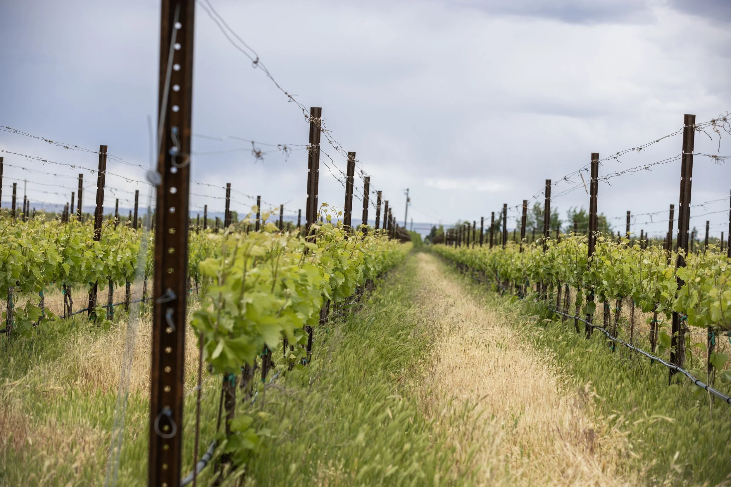 Vineyard rows with green grapevines supported by wooden posts and wires under a cloudy sky.