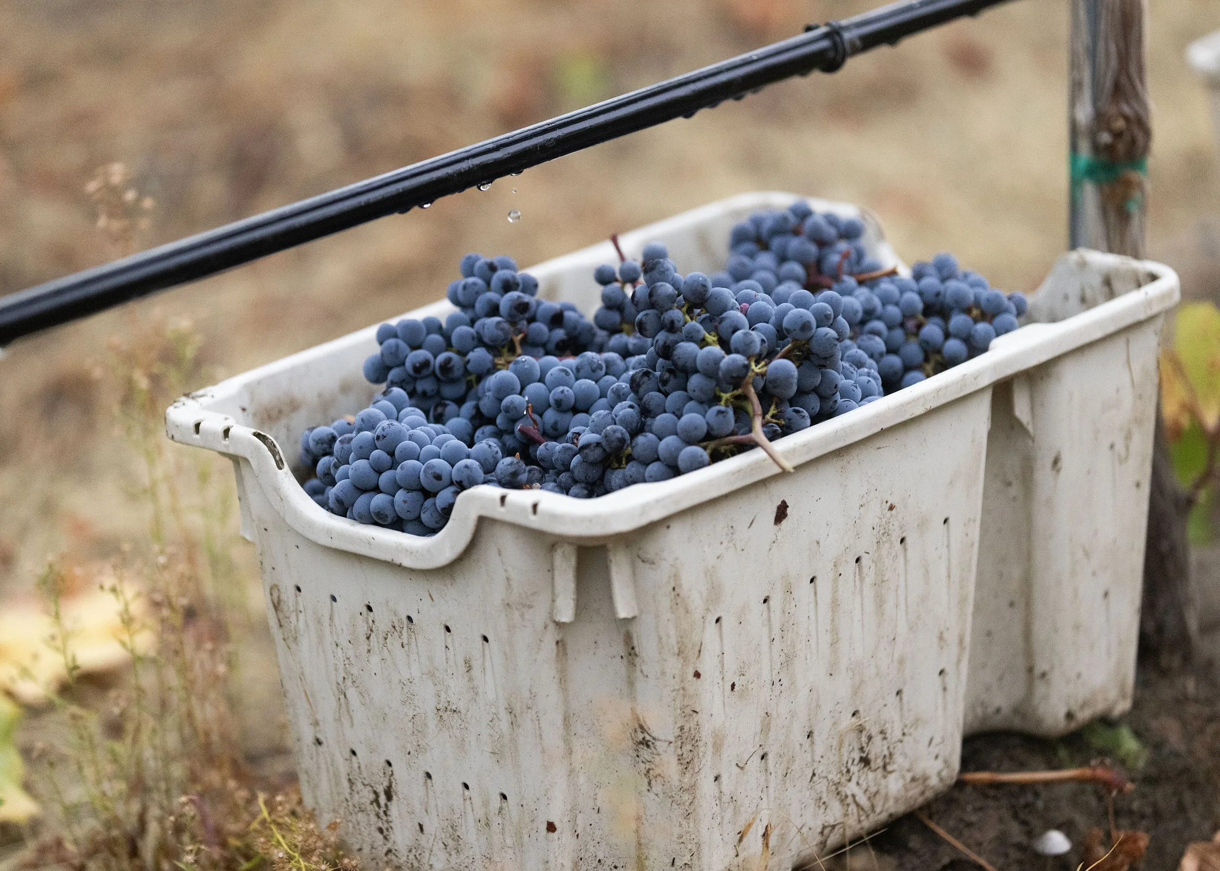 A white plastic container filled with dark purple grapes, sitting outdoors on the ground. There is a black hose above the container and a wooden stake on the right side tied with green string. The background is blurry with earthy tones.