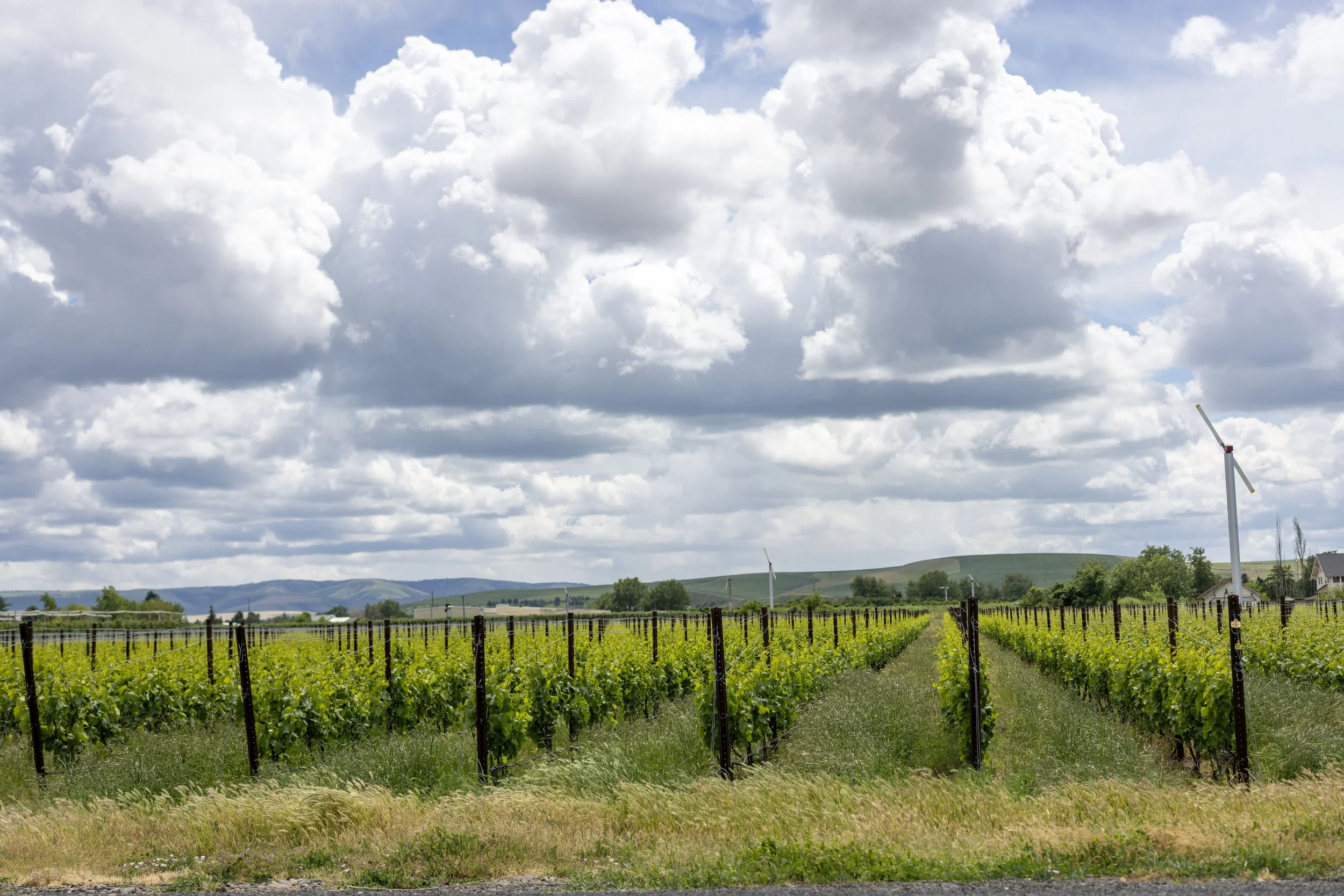 Vineyard with green plants in rows, wind turbines in the background, rolling hills, and a partly cloudy sky.
