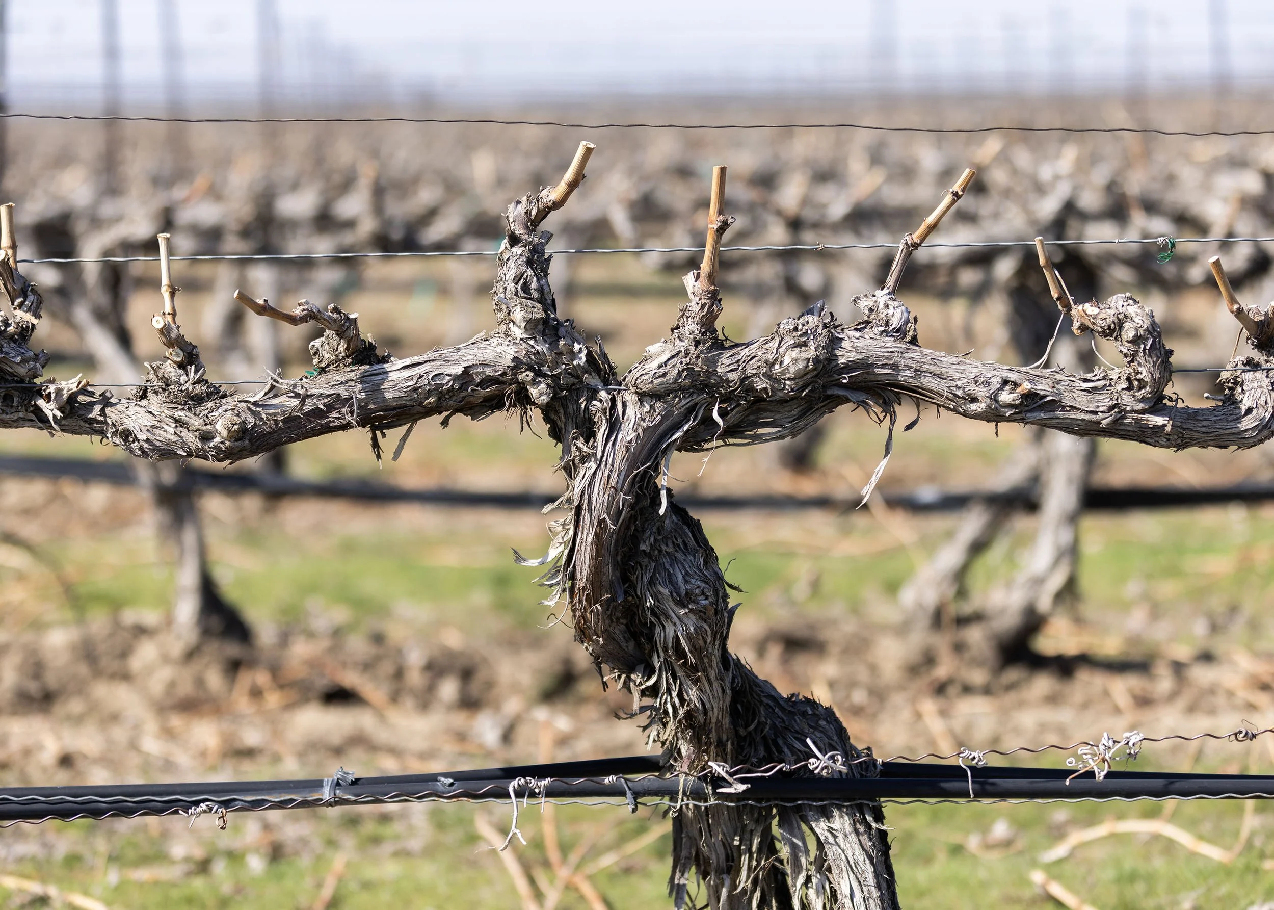 Close-up of grapevine pruned with multiple cut branches and a wire trellis in a vineyard during daytime.
