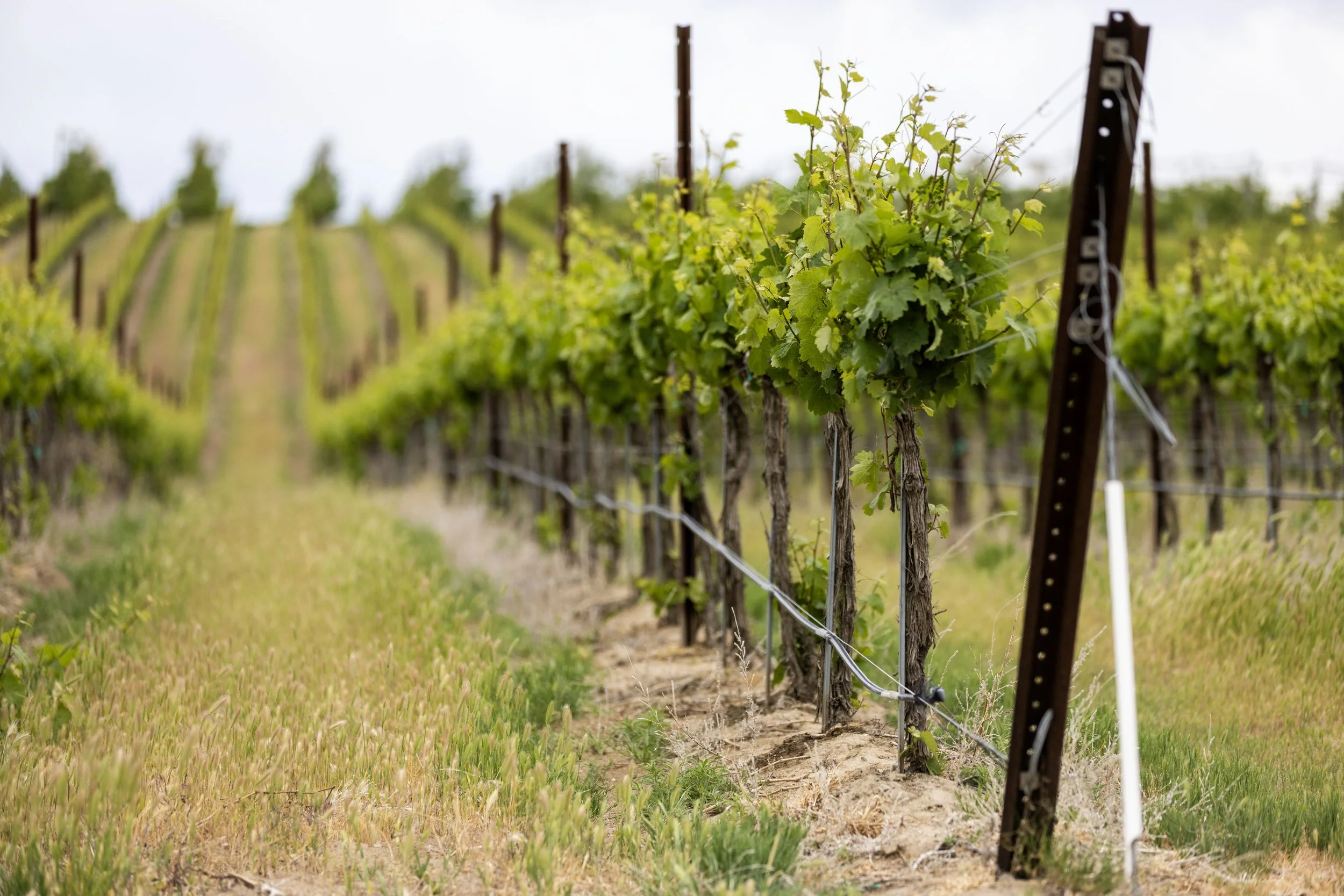 Rows of grapevines in a vineyard supported by wooden posts and wire trellises under a cloudy sky.