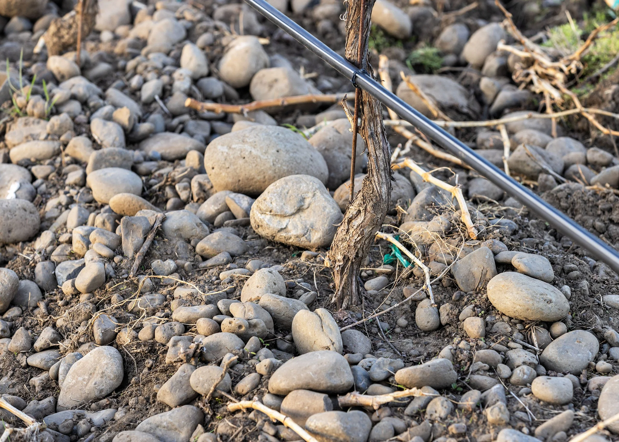 Close-up of a rocky surface with small and medium-sized stones, dried twigs, and sparse green plants.