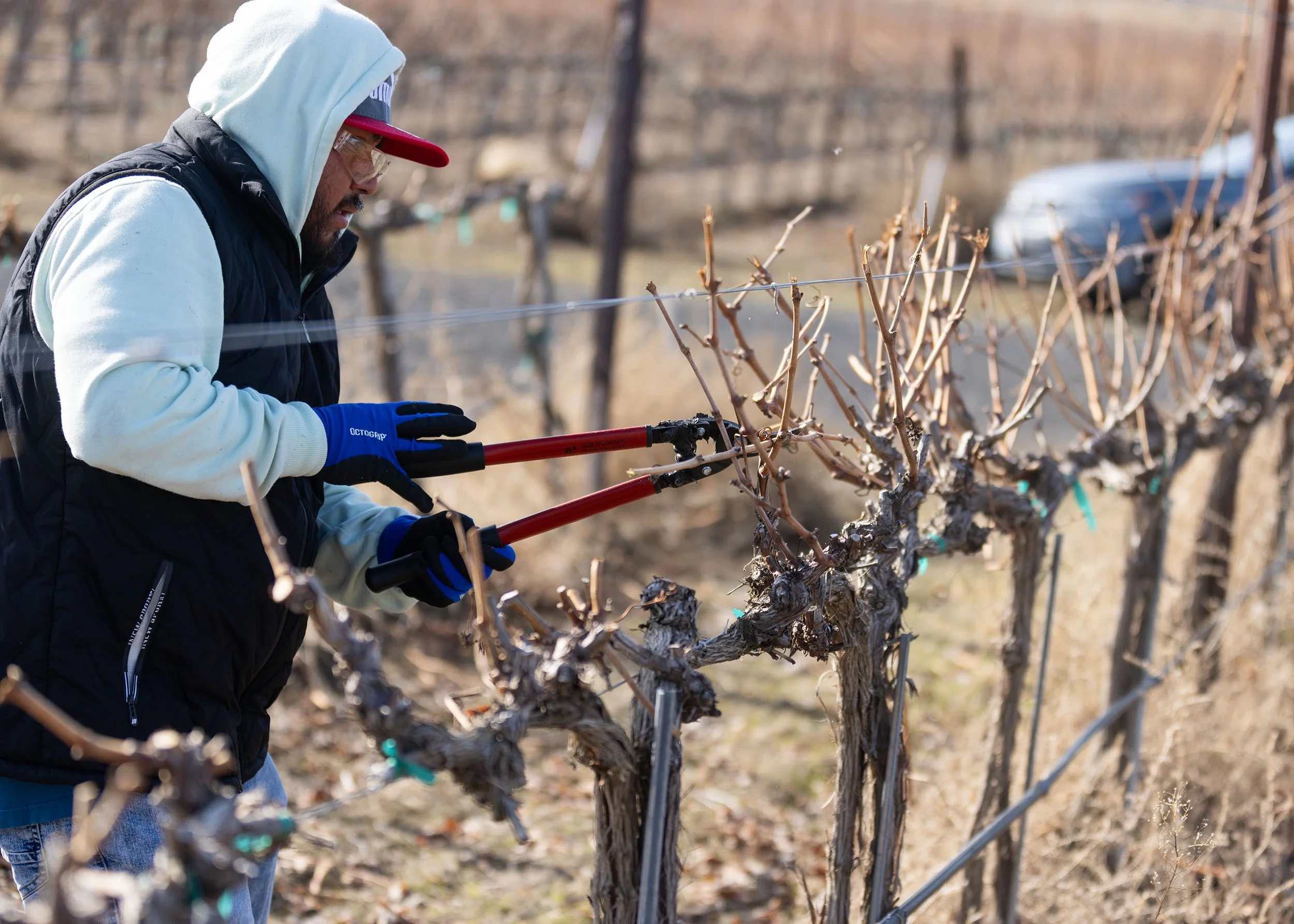 A man working in a vineyard during winter, pruning grapevines using pruning shears.