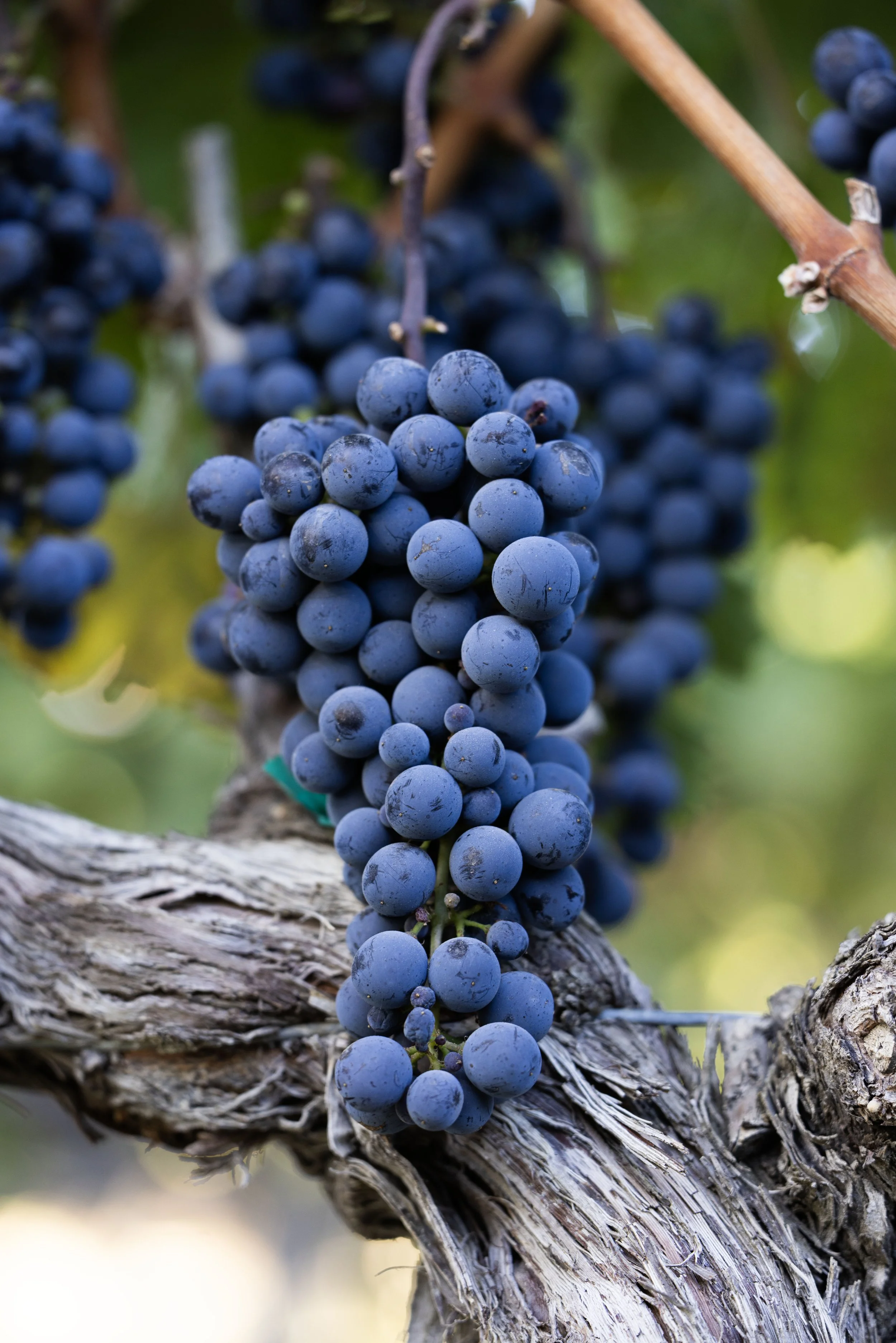 A close-up of a bunch of ripe dark purple grapes hanging from a vine on a gnarled, textured wooden branch.