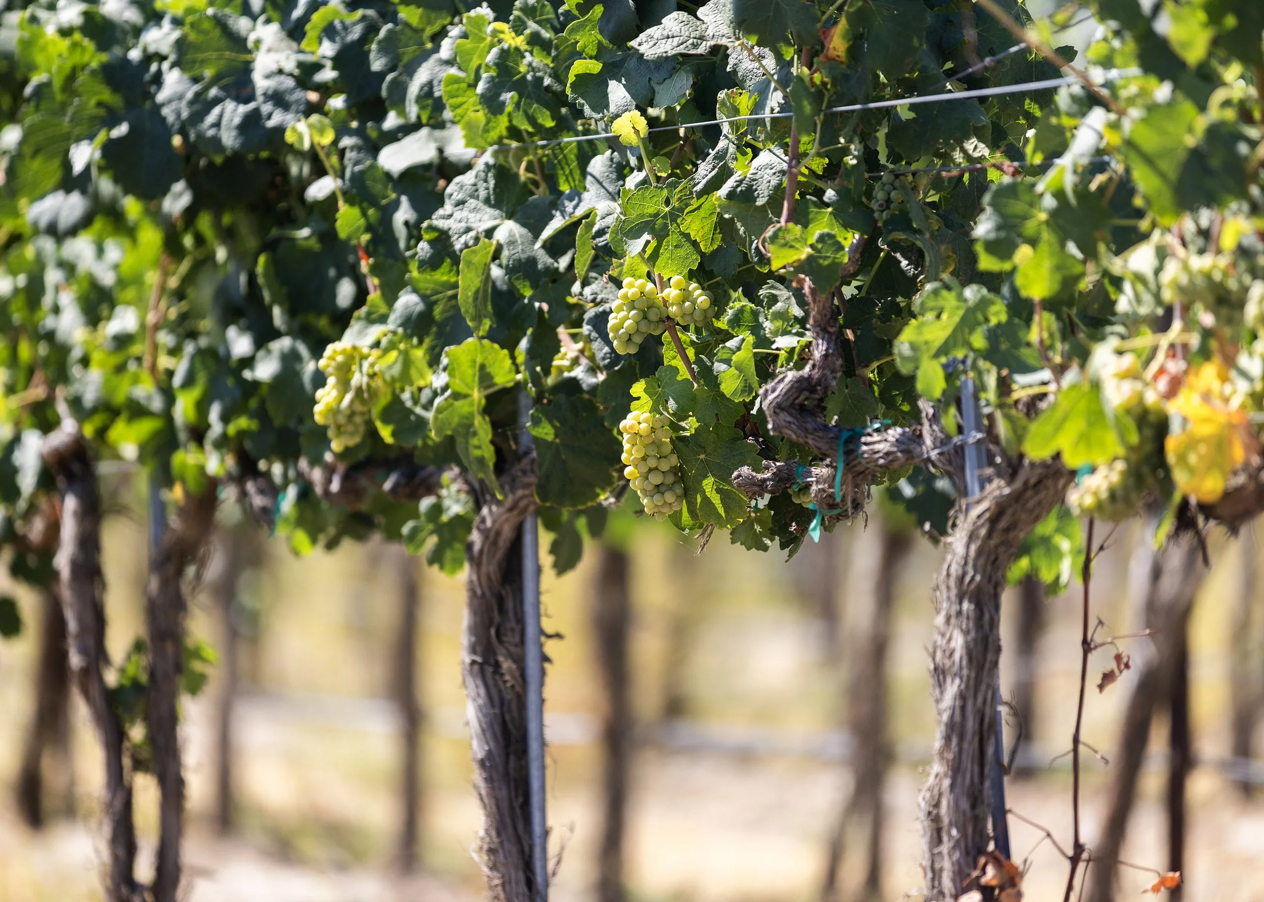 Grapevines with clusters of green grapes growing on a trellis in a vineyard.
