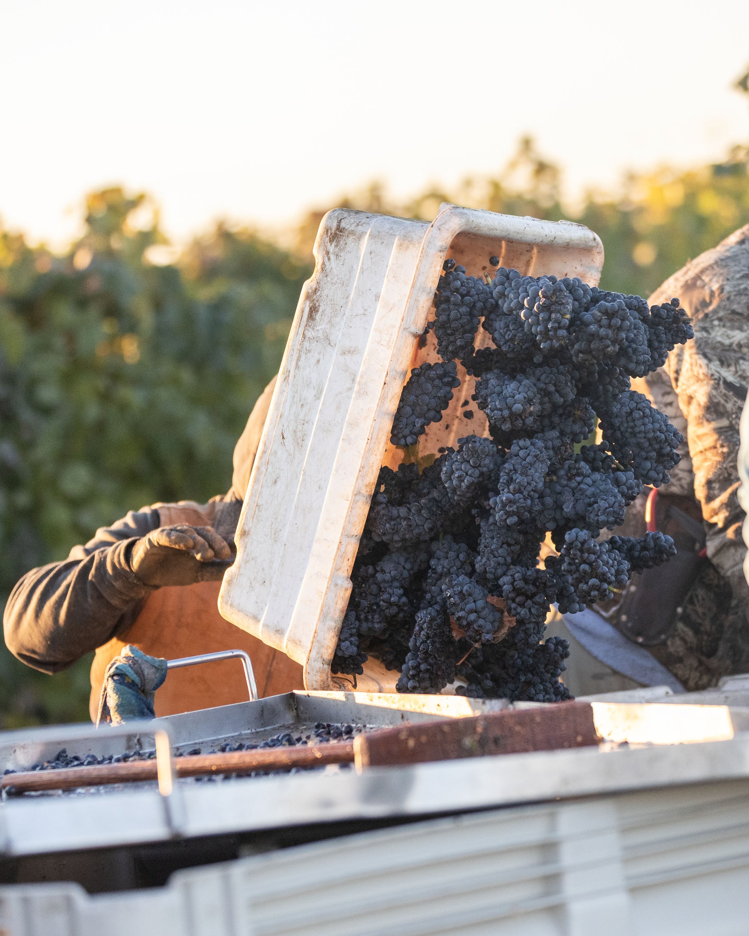 A person wearing gloves is harvesting a bunch of dark purple grapes from a vineyard with sunlight in the background.