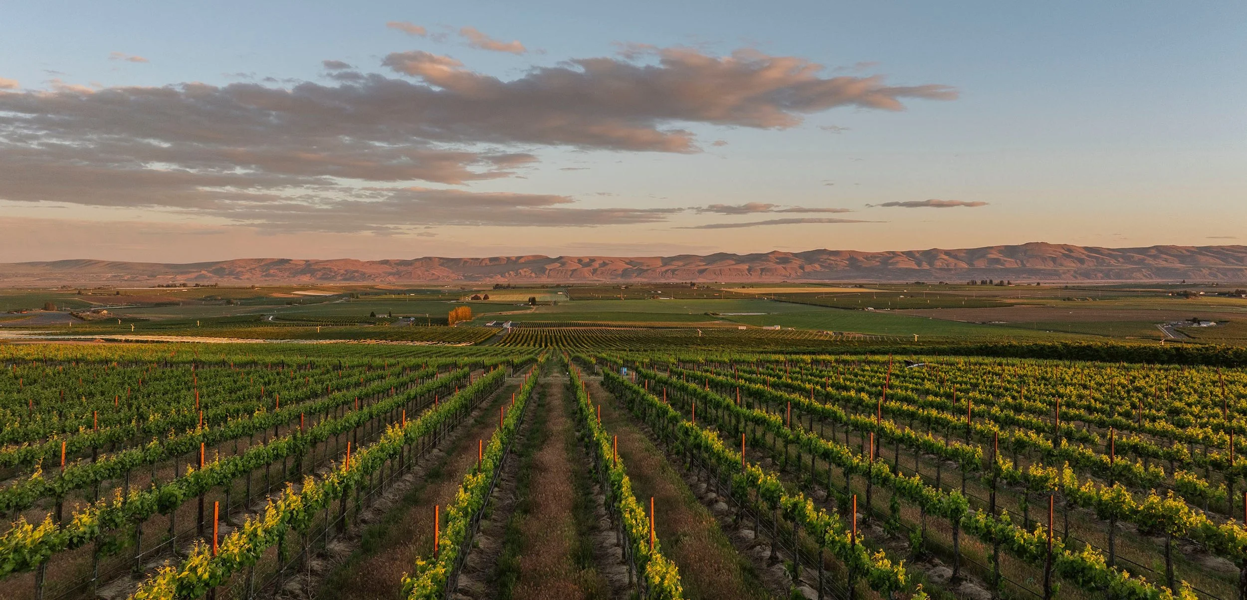 Vineyard fields with rows of grapevines under a partly cloudy sky, mountains in the distance at sunset.
