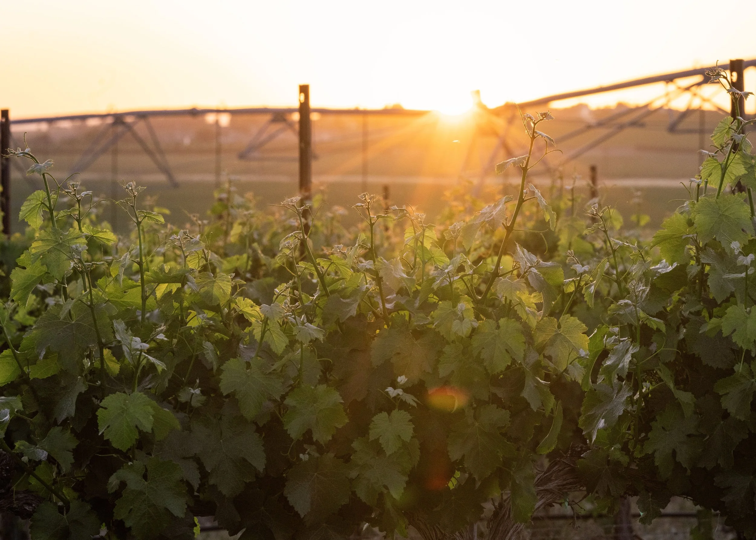 Grapevines with green leaves in a vineyard during sunset, with the sun low on the horizon and a bright glow.