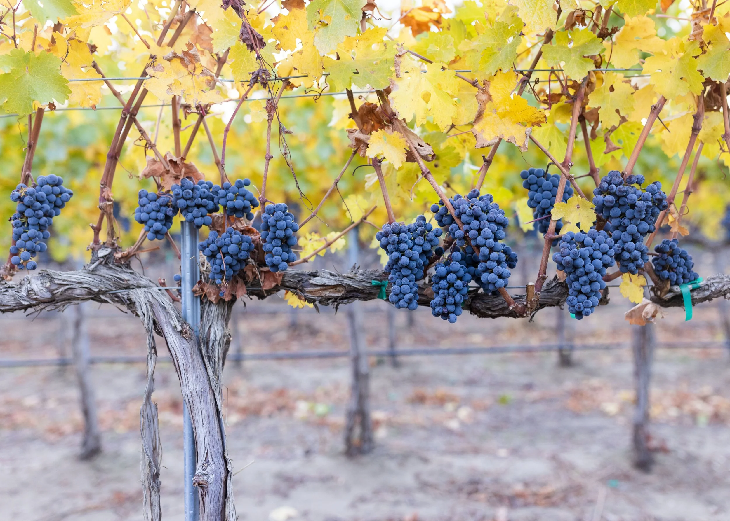 Close-up of grapevines with bunches of dark purple grapes hanging from the vine and yellow autumn leaves in the background.