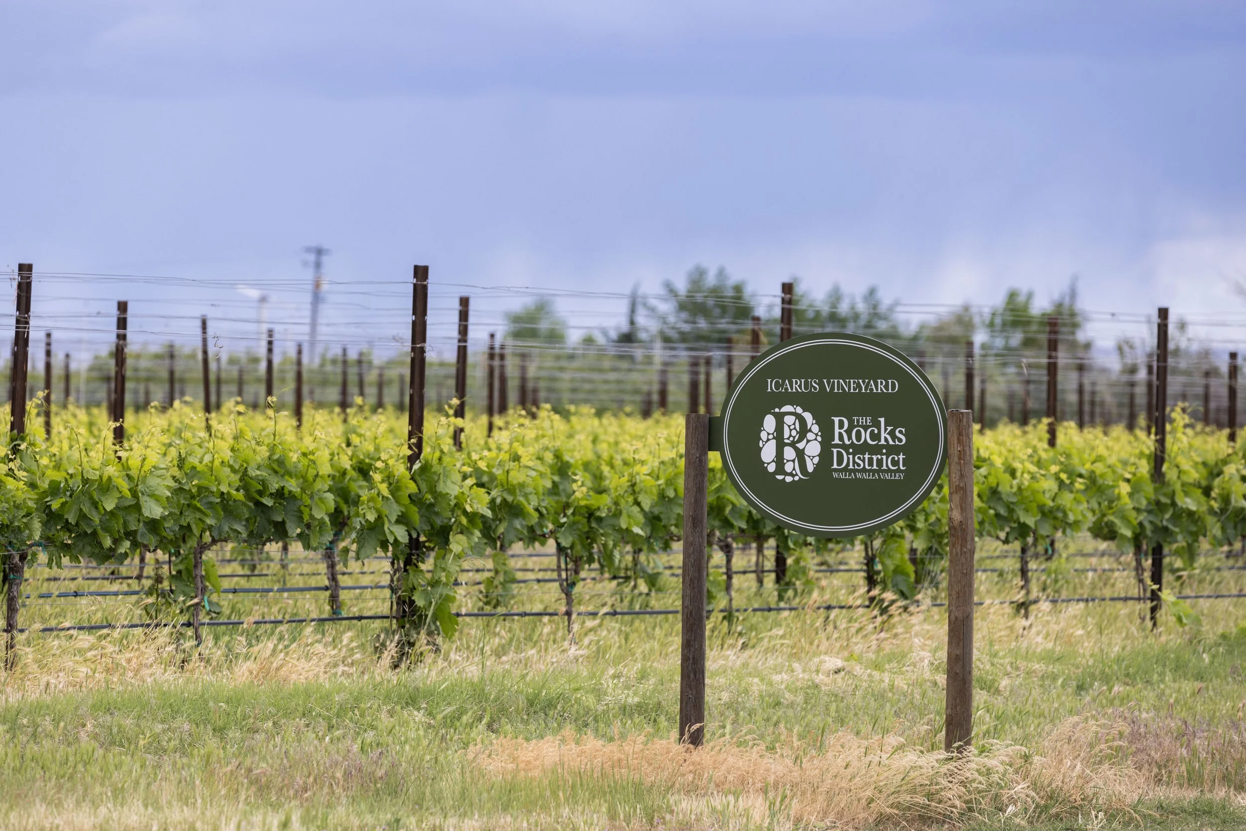 Vineyard with a sign that reads 'Icarus Vineyard, The Rocks District, Walla Walla Valley' and rows of grapevines under a cloudy sky.