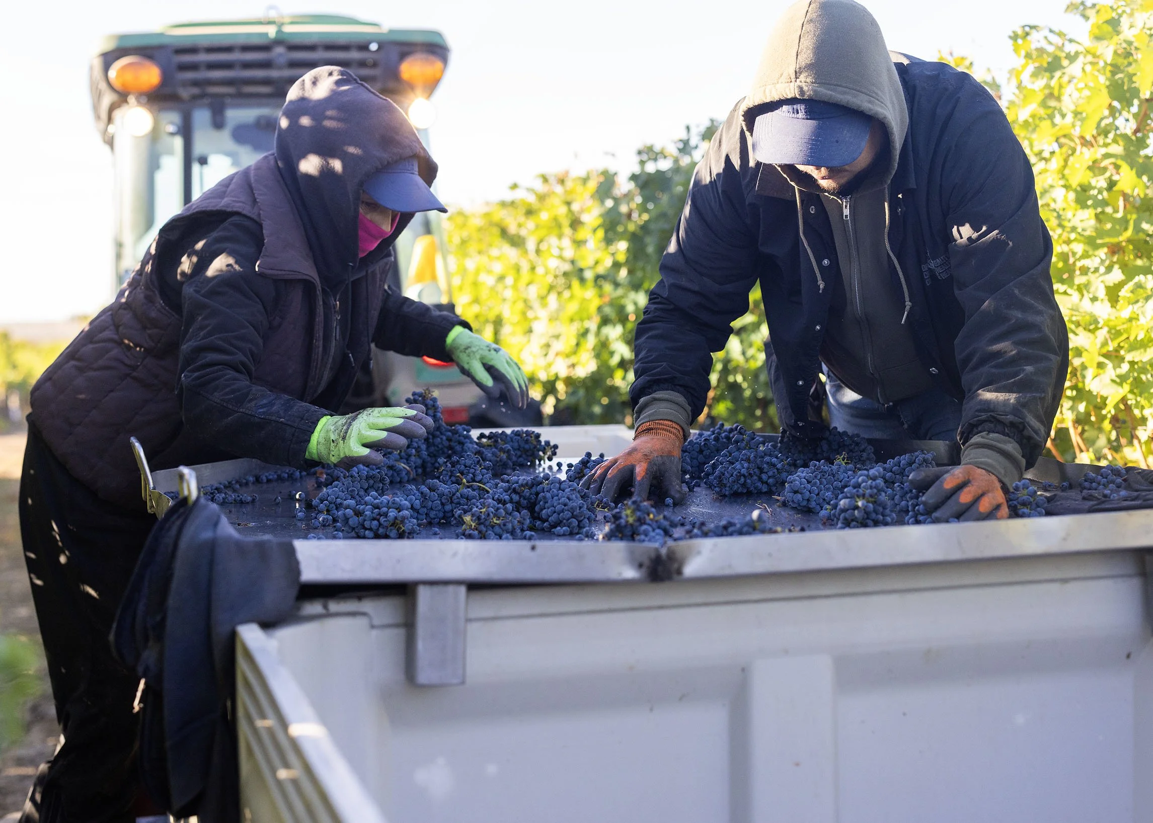 Two workers in hooded jackets and gloves harvest grapes in a vineyard, with a tractor in the background.