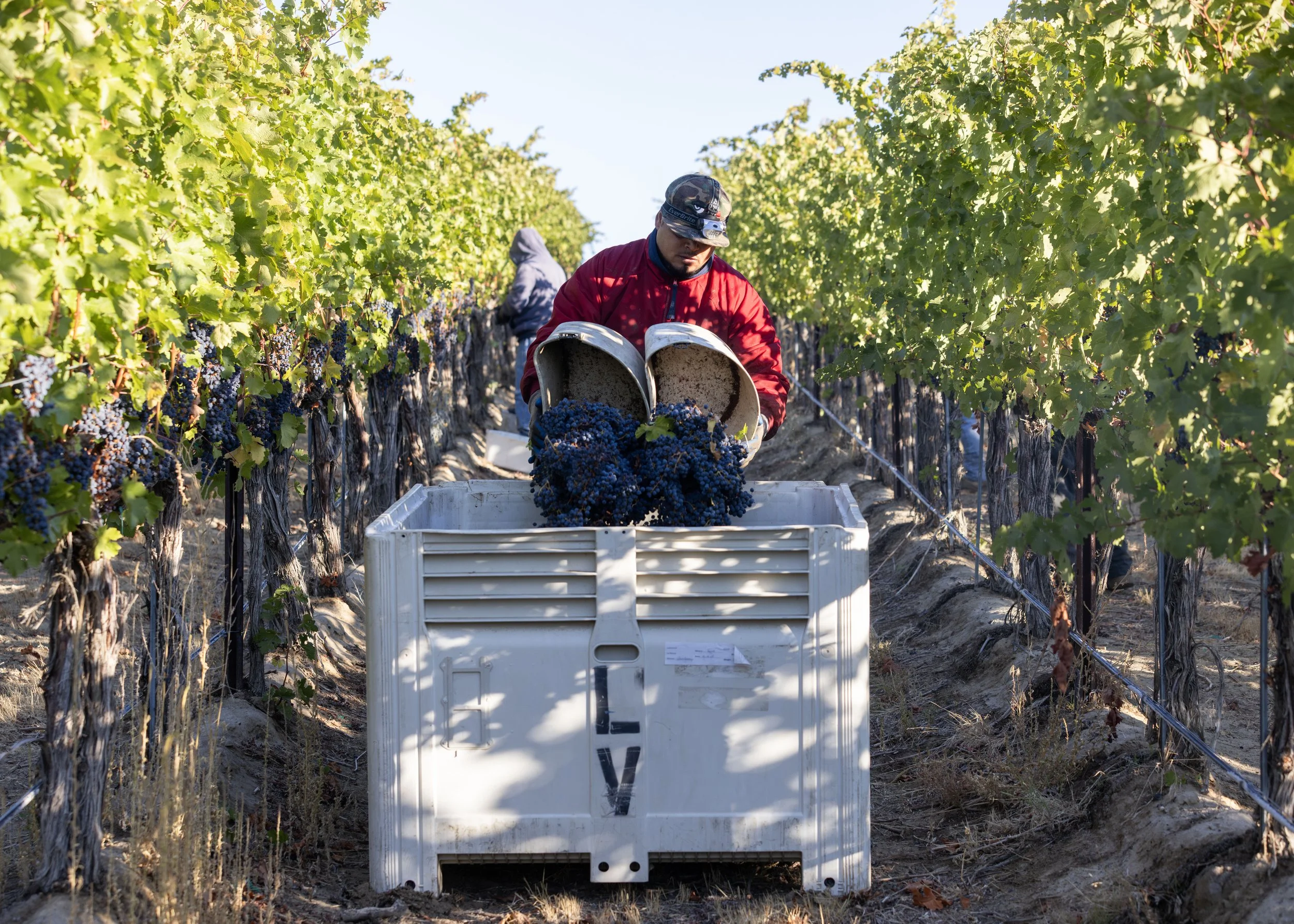 A worker in a vineyard pouring harvested grapes into a white bin, with lush green grapevines in the background.