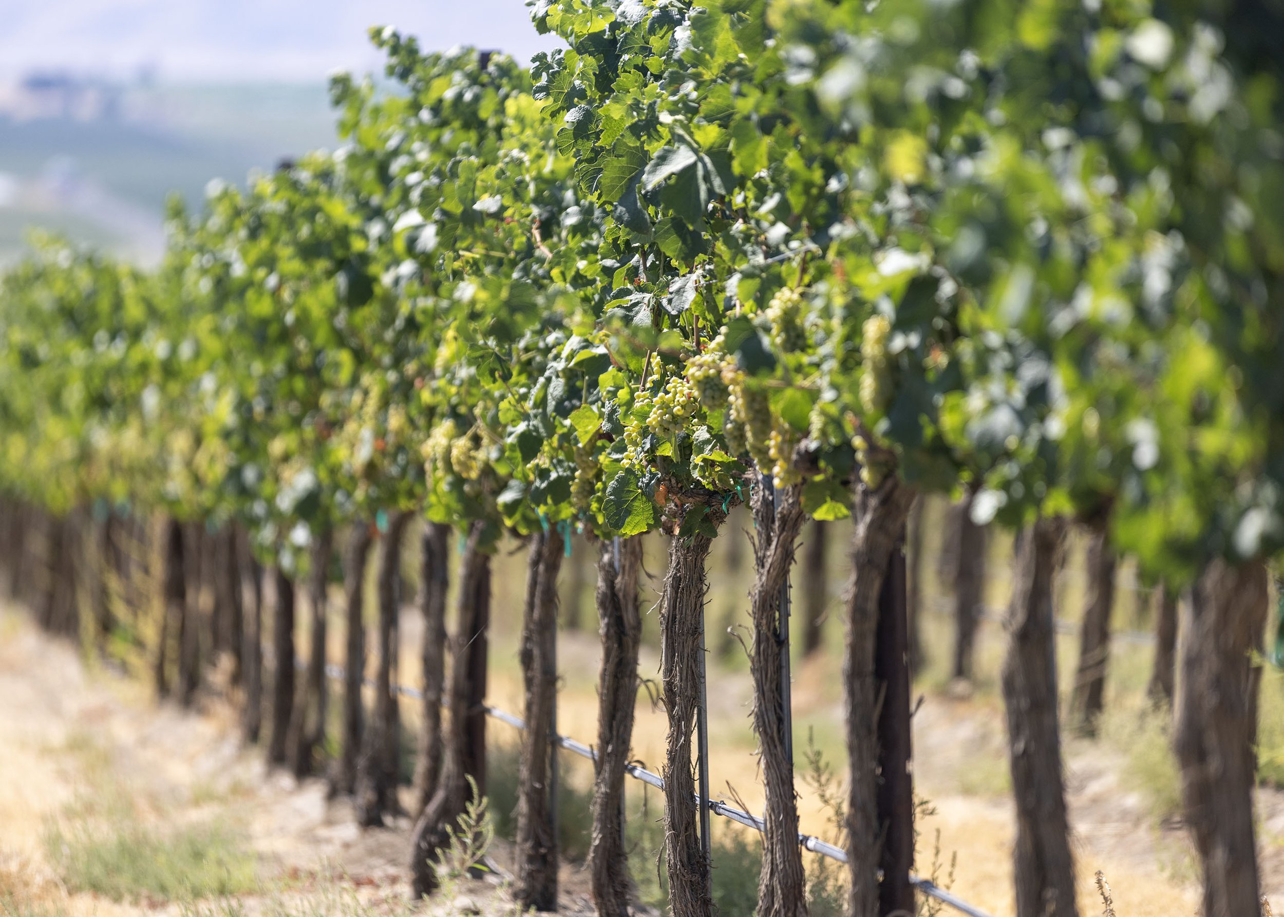 Vineyard with rows of grapevines supported by wooden posts and wire, under a clear sky.