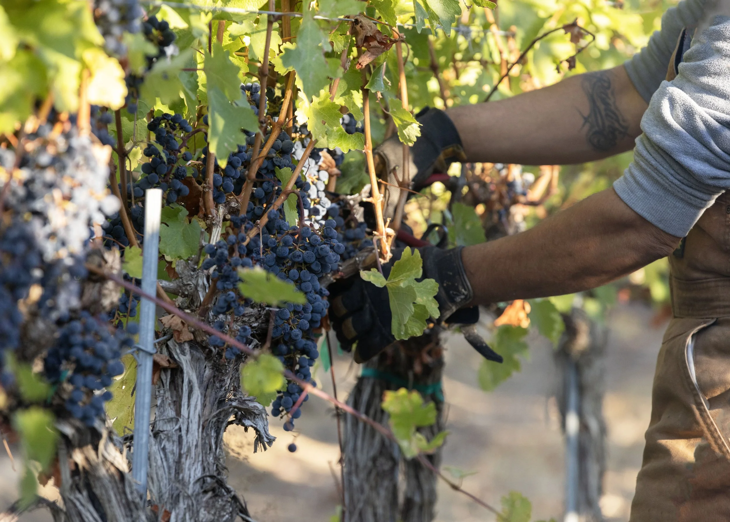 Person harvesting dark purple grapes in a vineyard.
