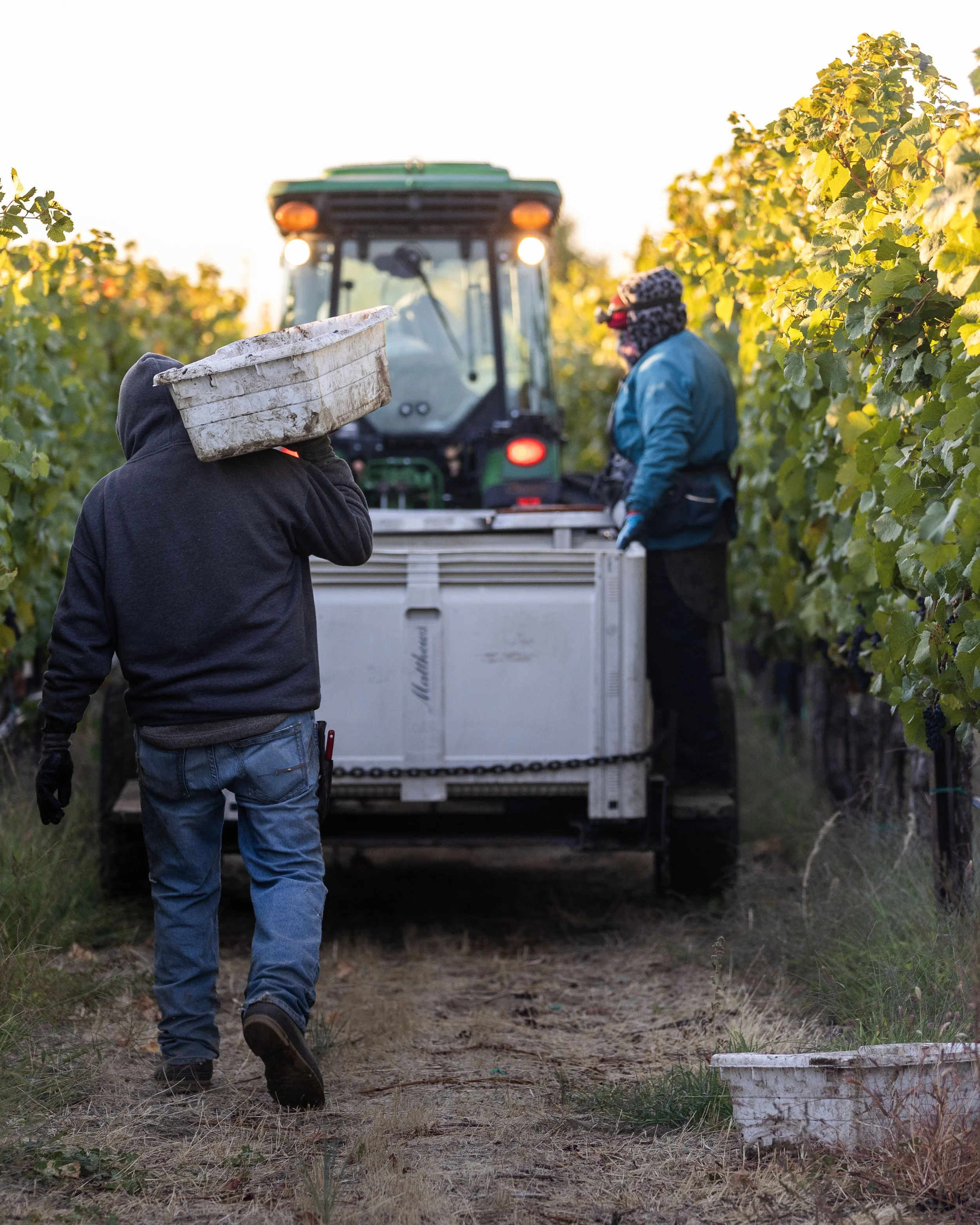 Farm workers in a vineyard harvesting grapes, with a tractor in the background during sunset.