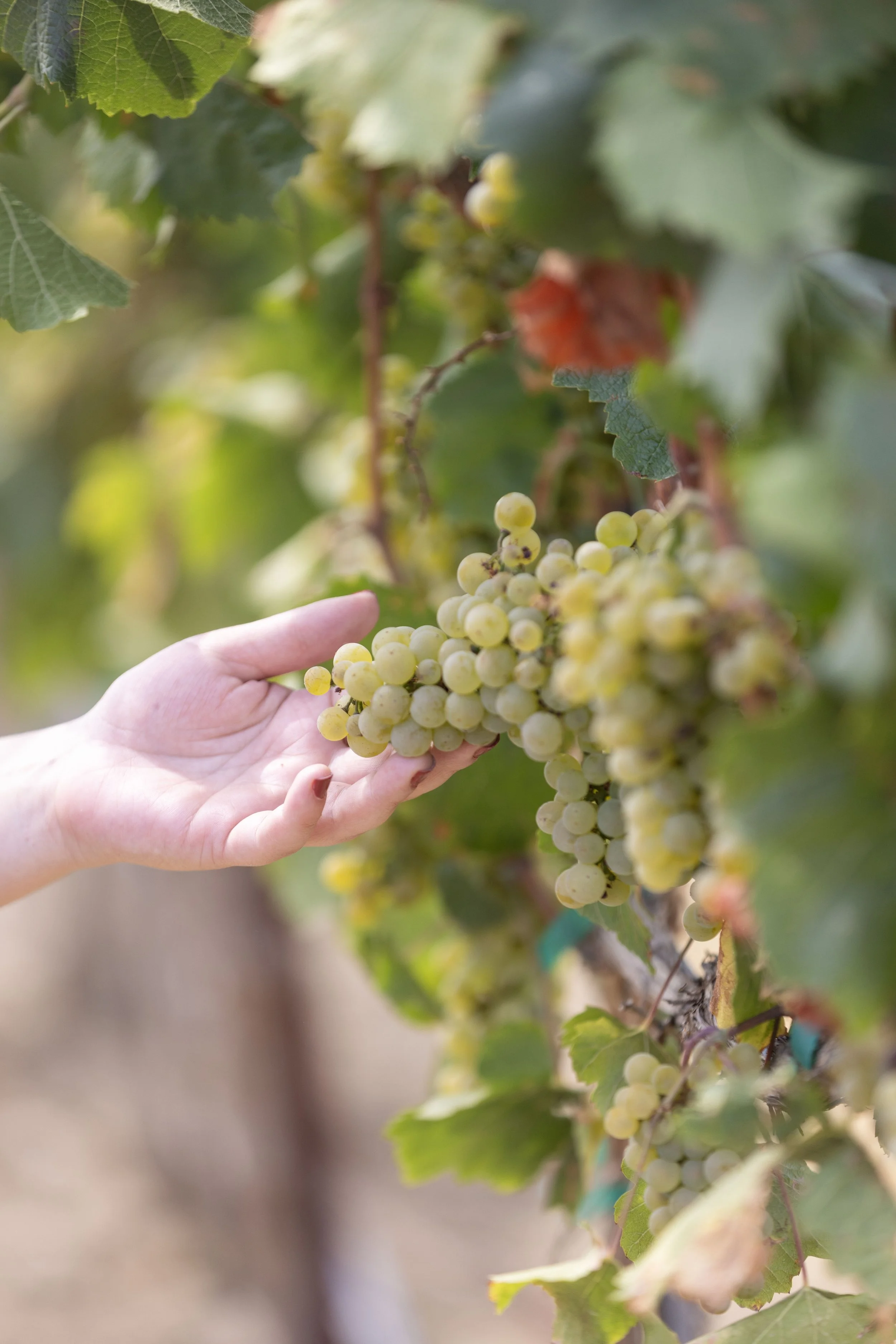 Close-up of a bunch of green grapes hanging from a vine, with a person's hand reaching out to touch the grapes.
