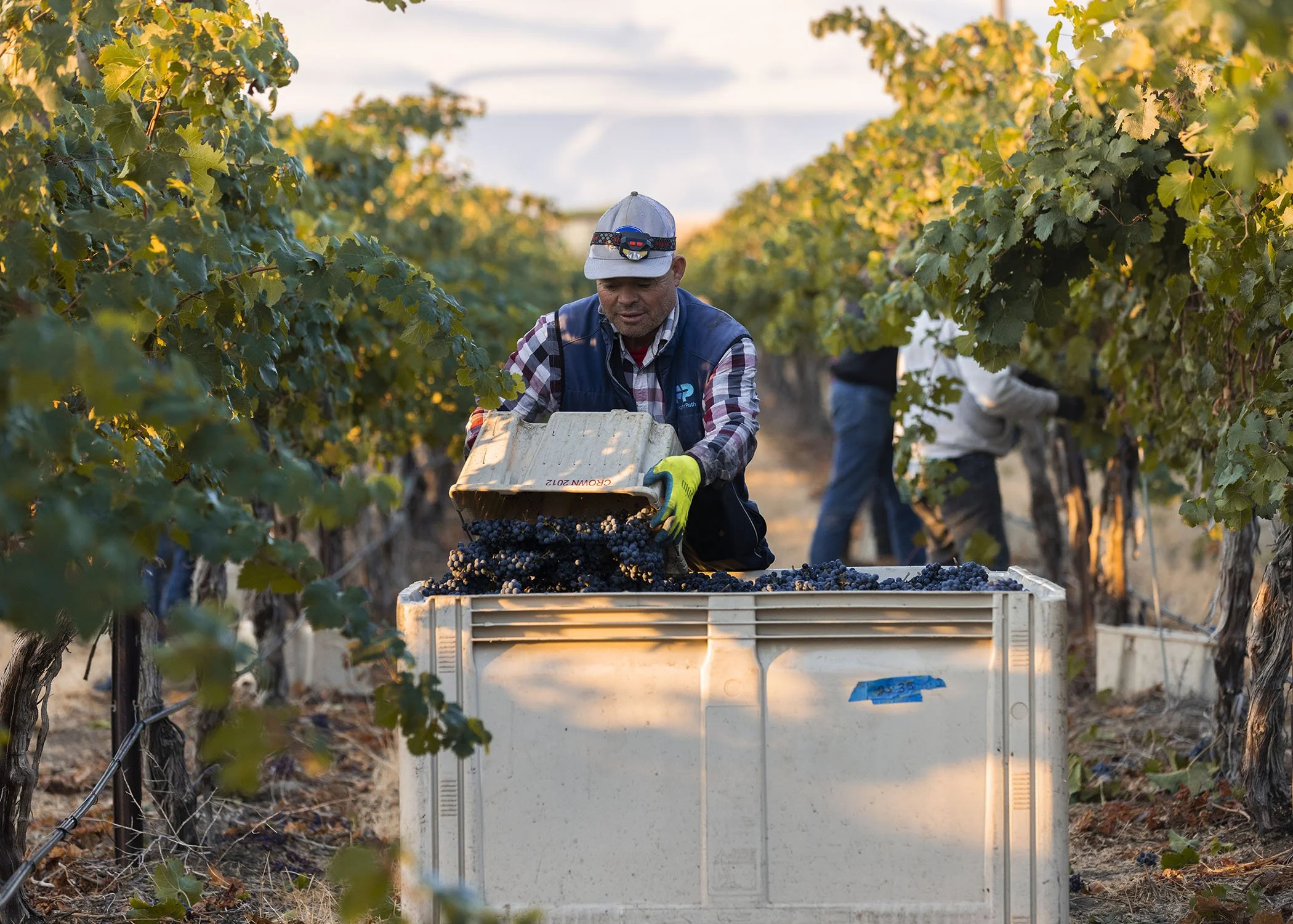 A man in a baseball cap and plaid shirt with a headlamp, harvesting dark grapes into a white container in a vineyard during sunset.