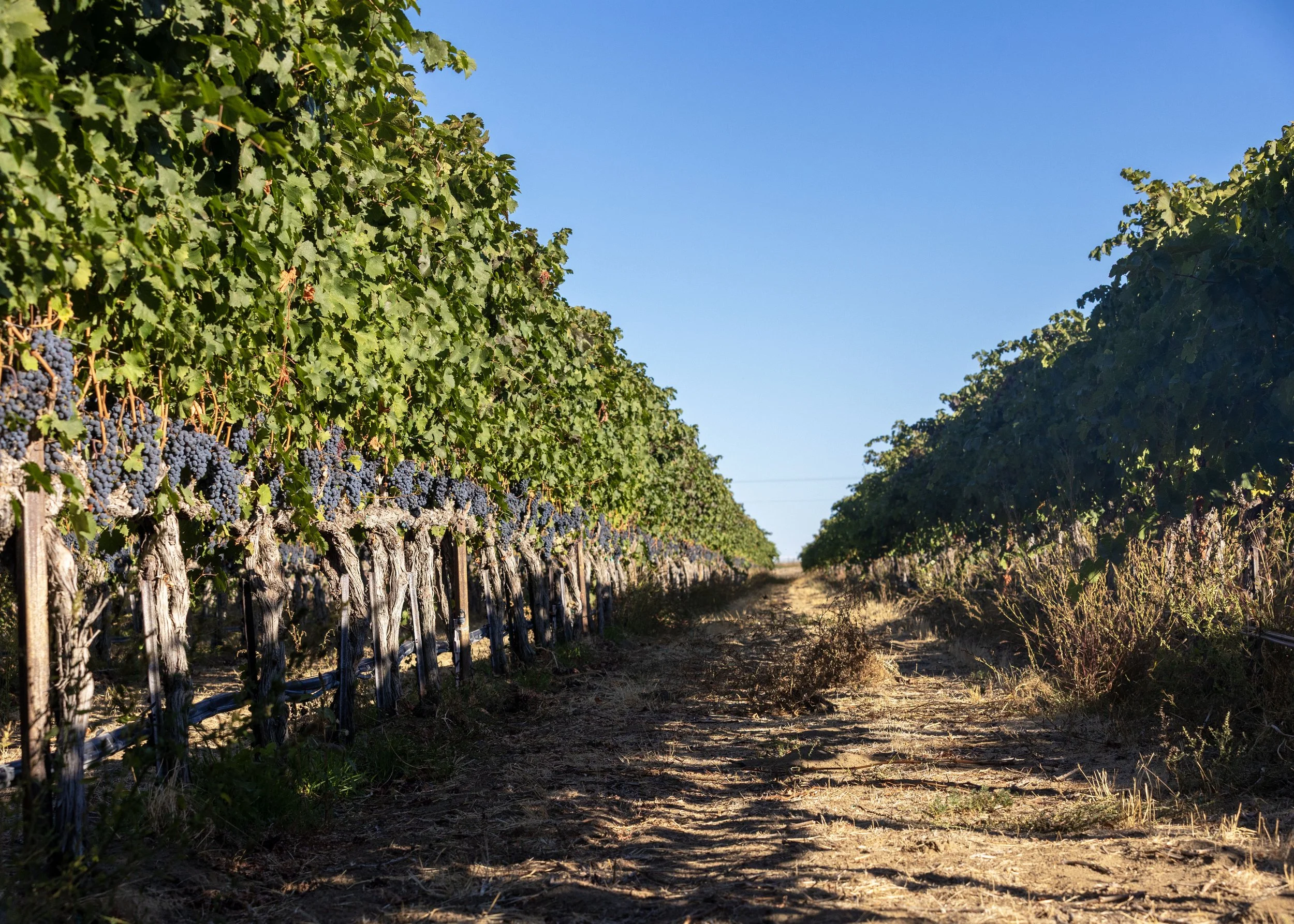 Vineyard rows with grape clusters on the left, green leaves, and clear blue sky above, with a dirt path in the center.