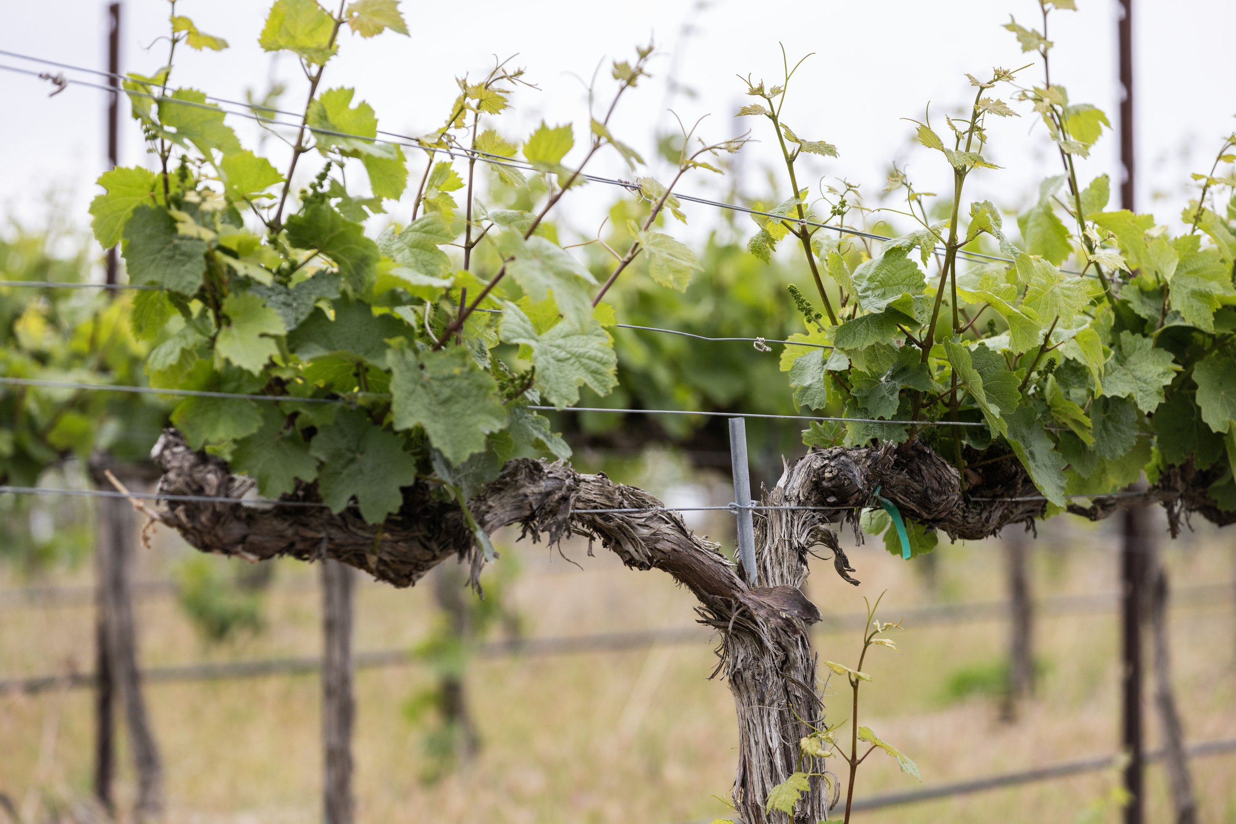 Close-up of a grapevine with green leaves and young shoots, supported by a wire trellis in a vineyard.