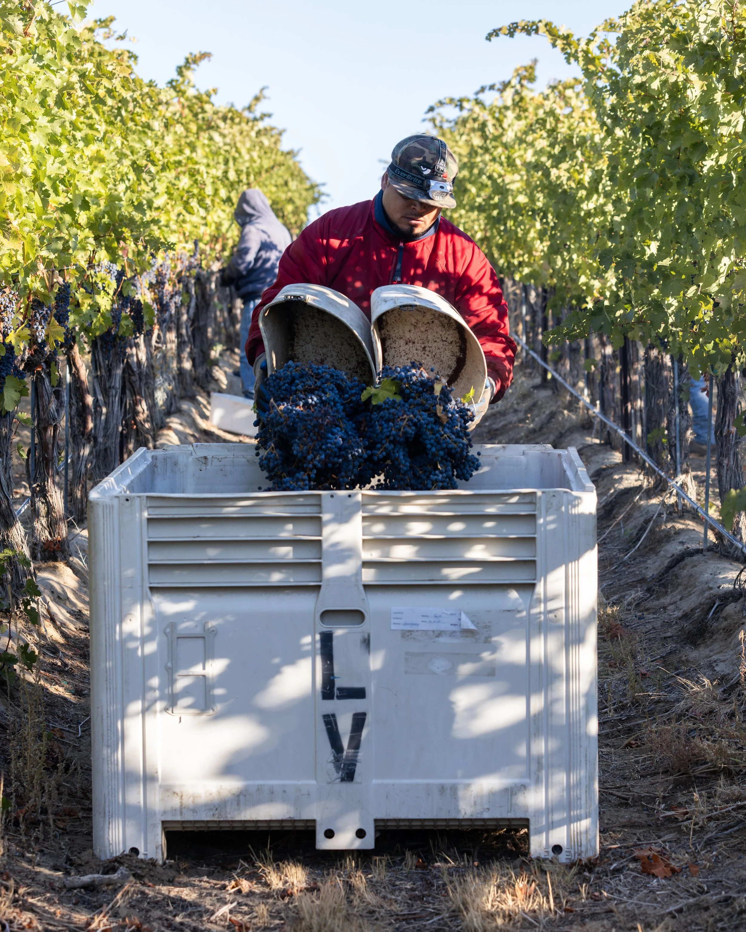 A vineyard worker harvests grapes, pouring them from a container into a larger bin, with rows of grapevines stretching into the distance on a sunny day.