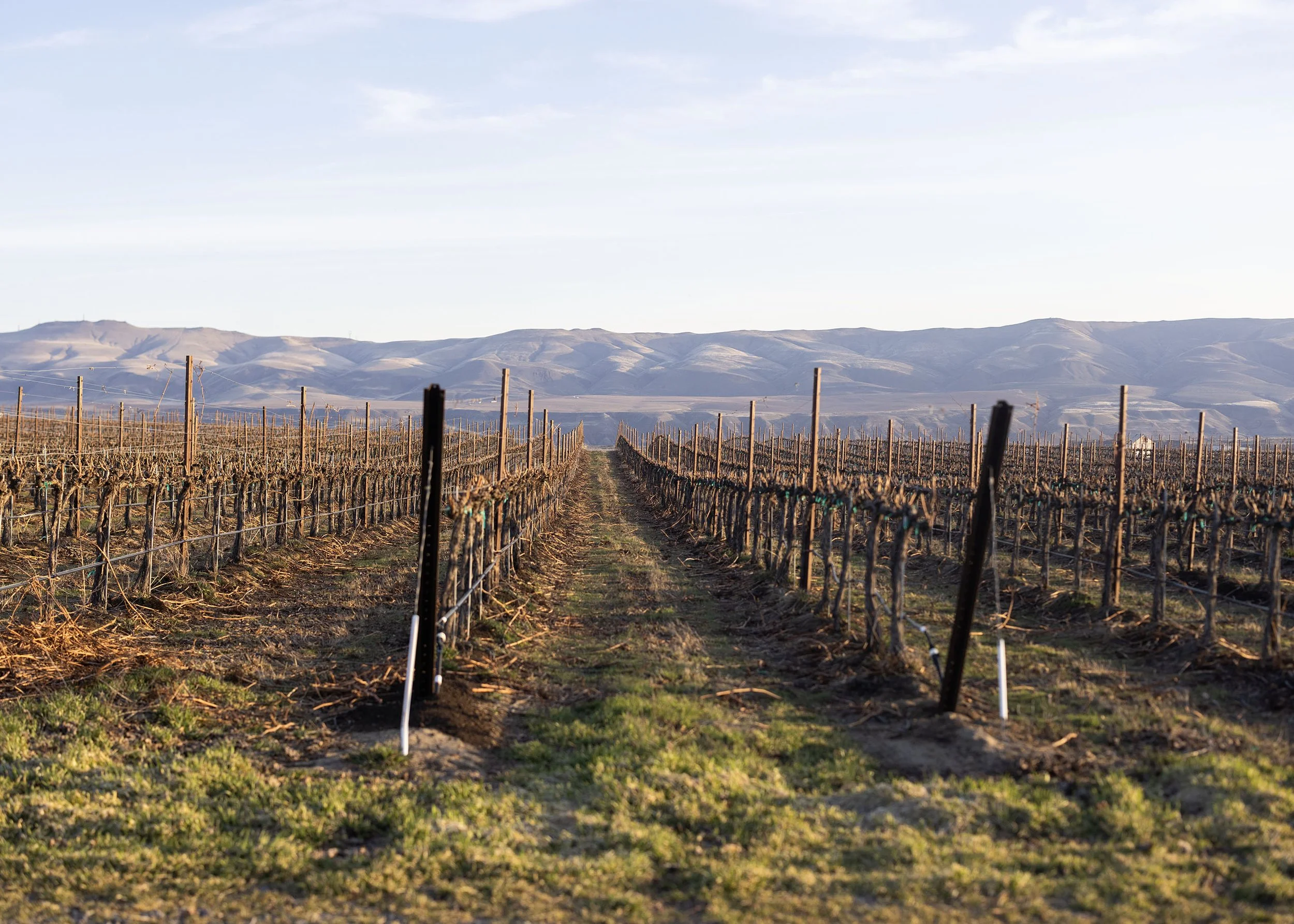Vineyard rows with mountains in the background under a blue sky with sparse clouds.