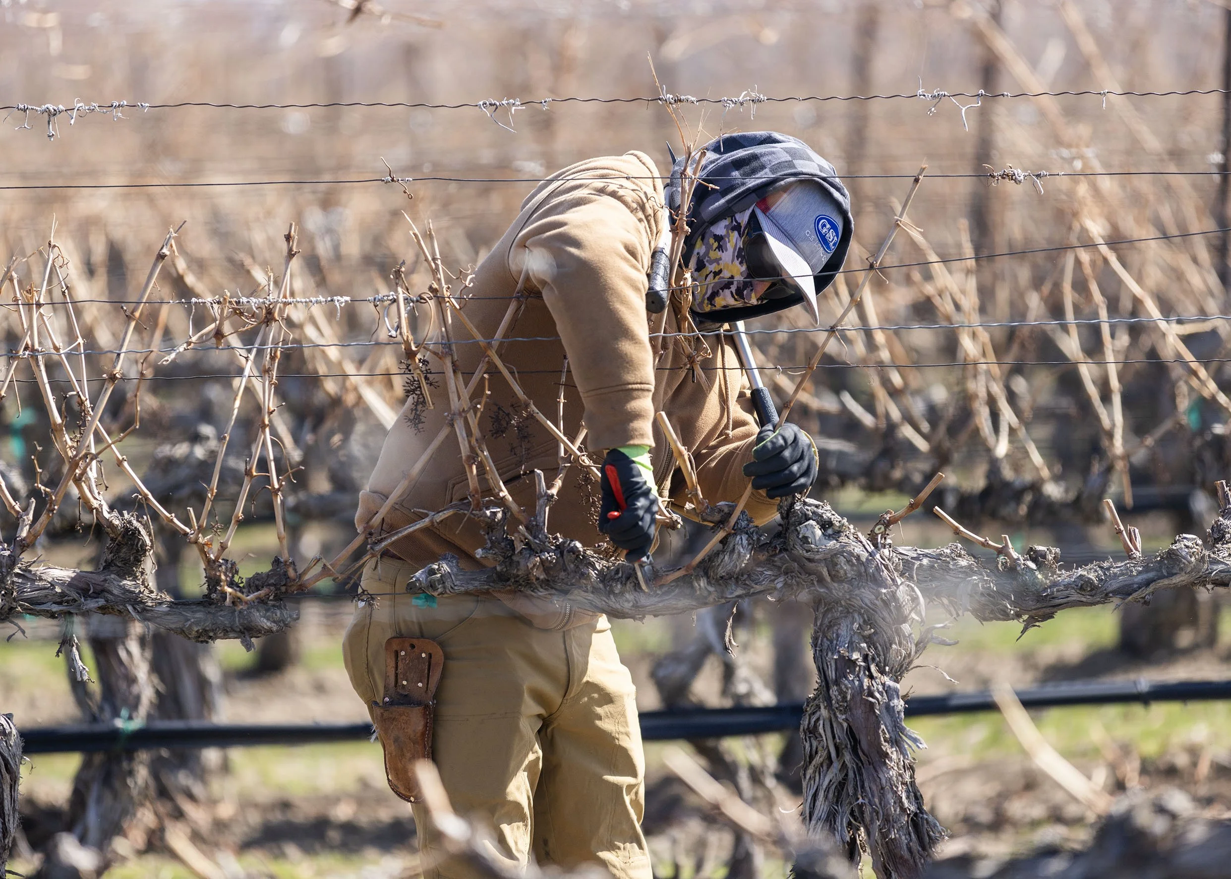 A person wearing a mask, gloves, and work clothes pruning or working on grapevines in a vineyard during daytime.