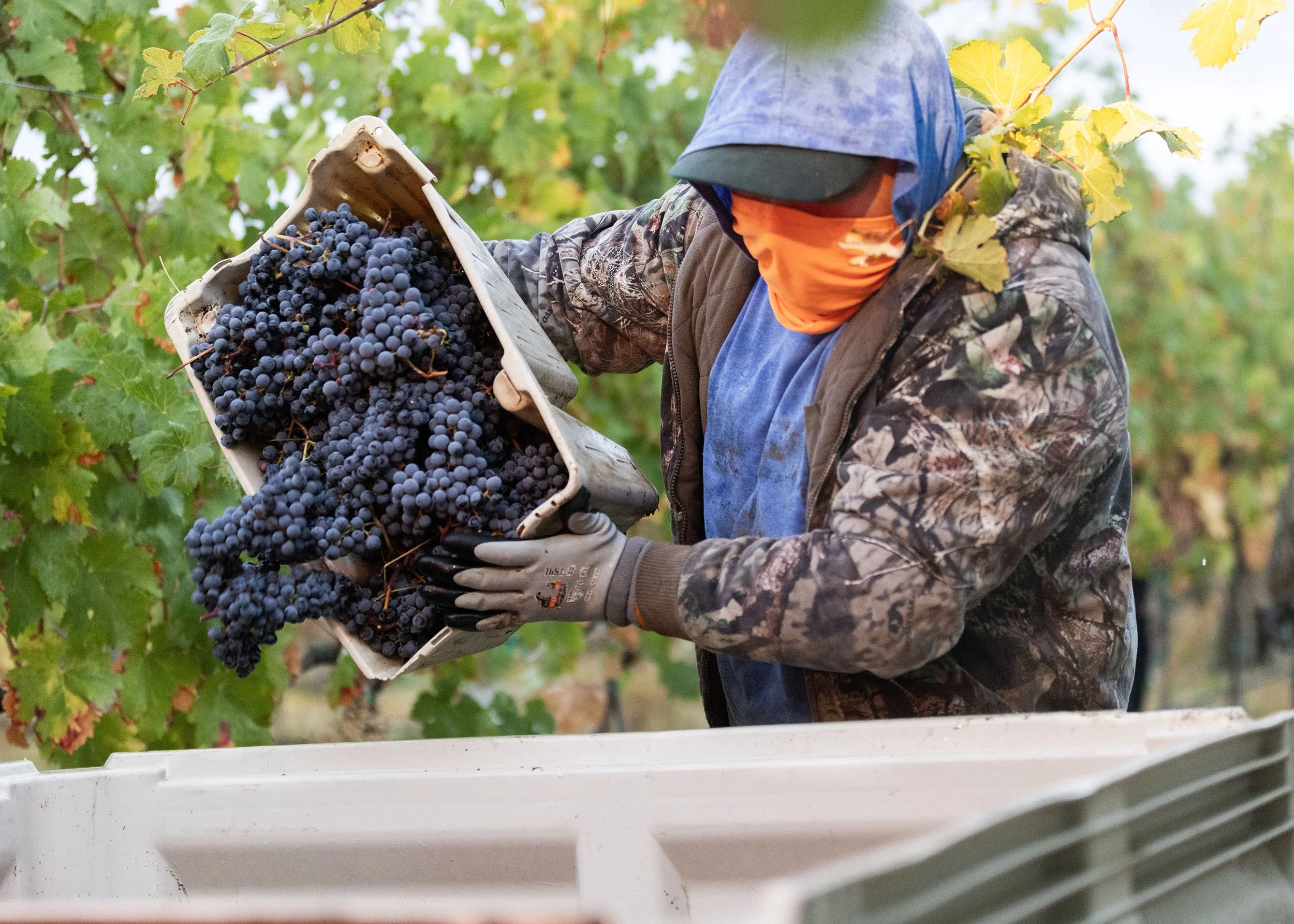 Person harvesting dark purple grapes from a vineyard, wearing camouflage jacket, orange face mask, and blue head covering, with green grapevine leaves around.