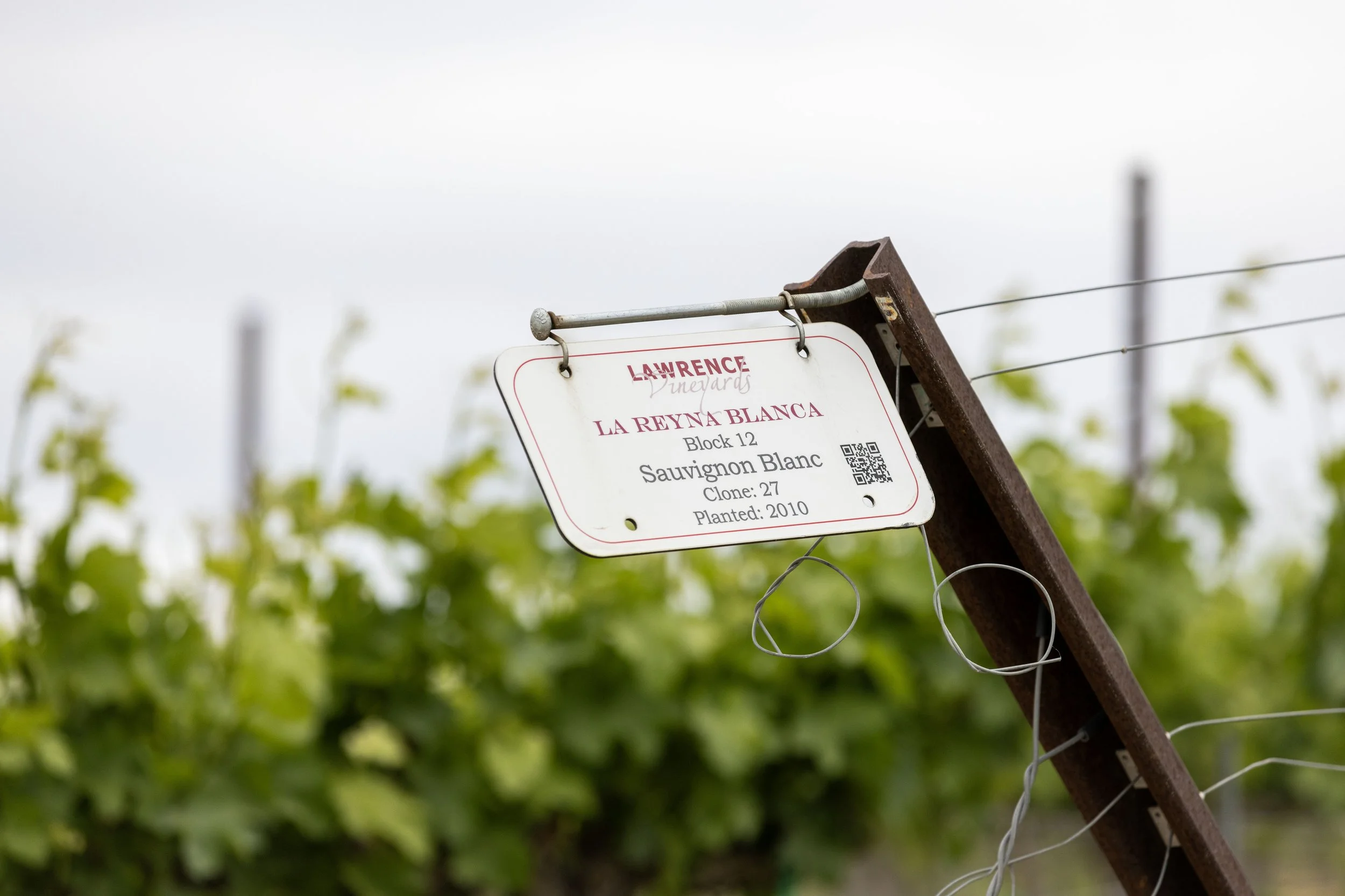A metal sign hanging from a wire fence in a vineyard, displaying details about a grape variety called La Reina Blanca, including its block, clone, and planting year.