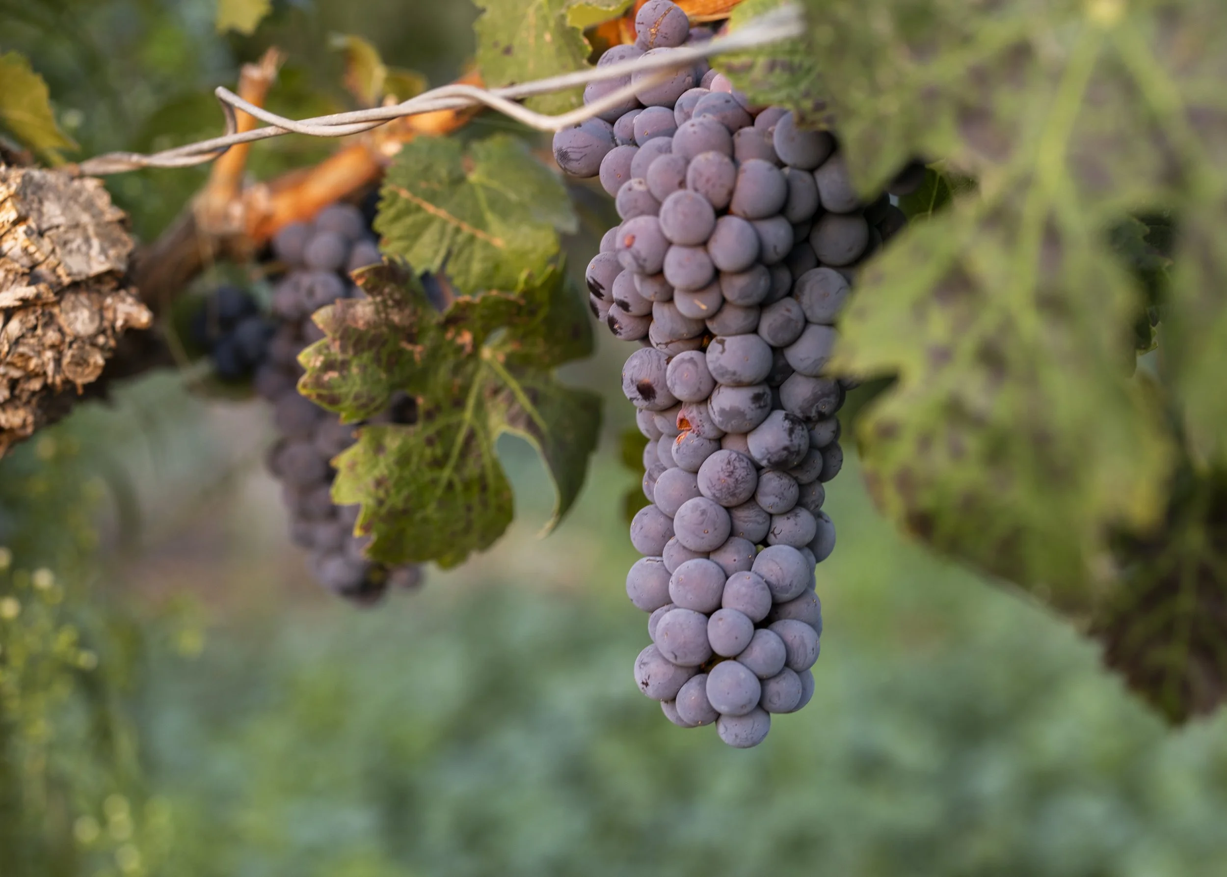 A bunch of purple grapes hanging from a vine with green leaves in the background.