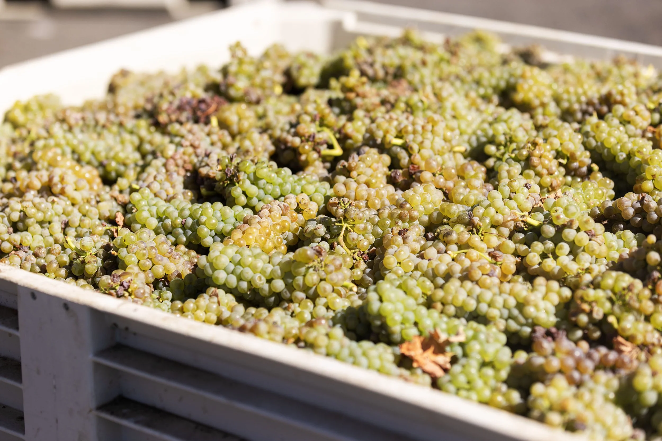 Freshly harvested green grapes in a white plastic crate at a vineyard or farm.