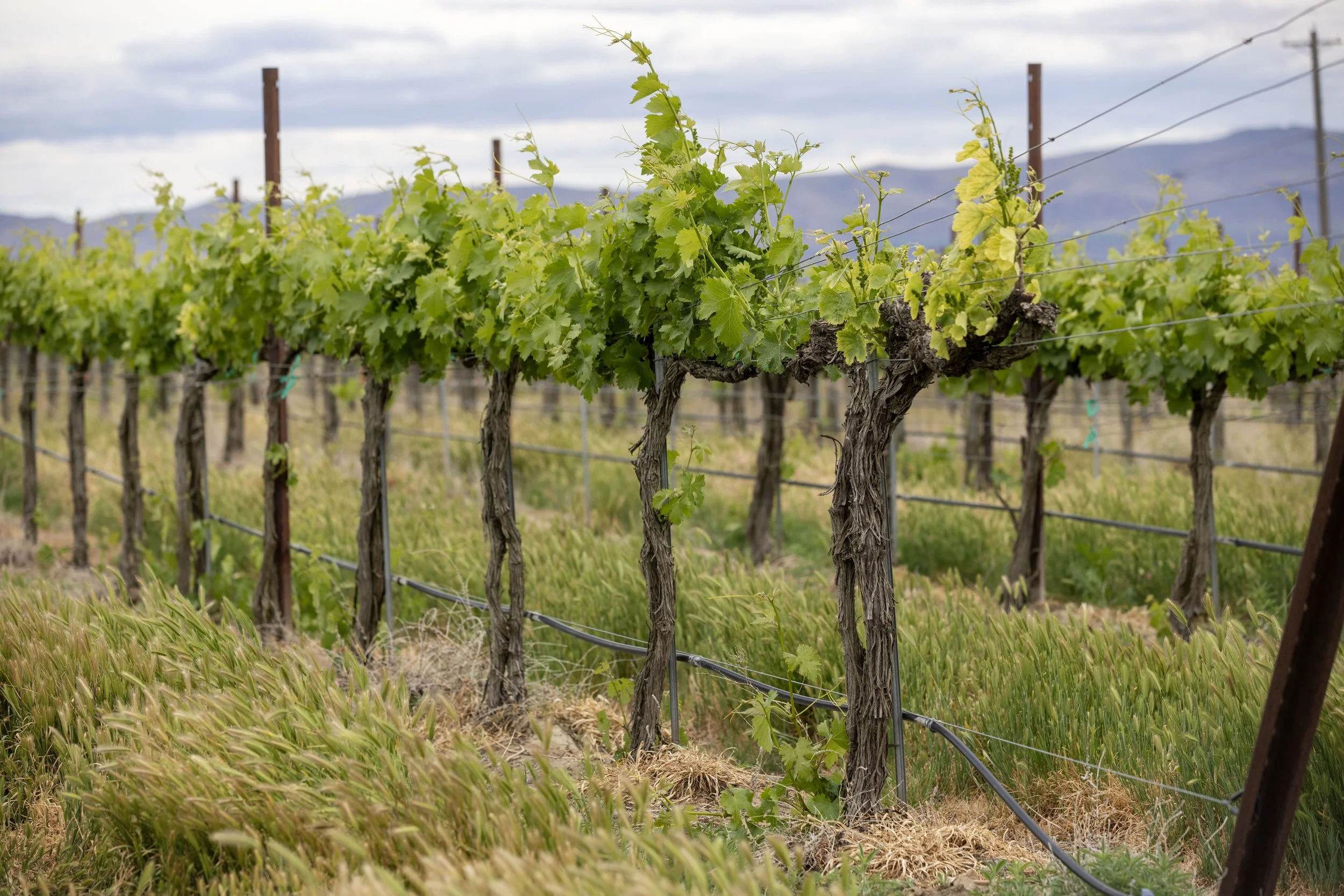 Vineyard with grapevines supported by wooden posts and wires, green leaves on the vines, fields and mountains in the background, overcast sky.