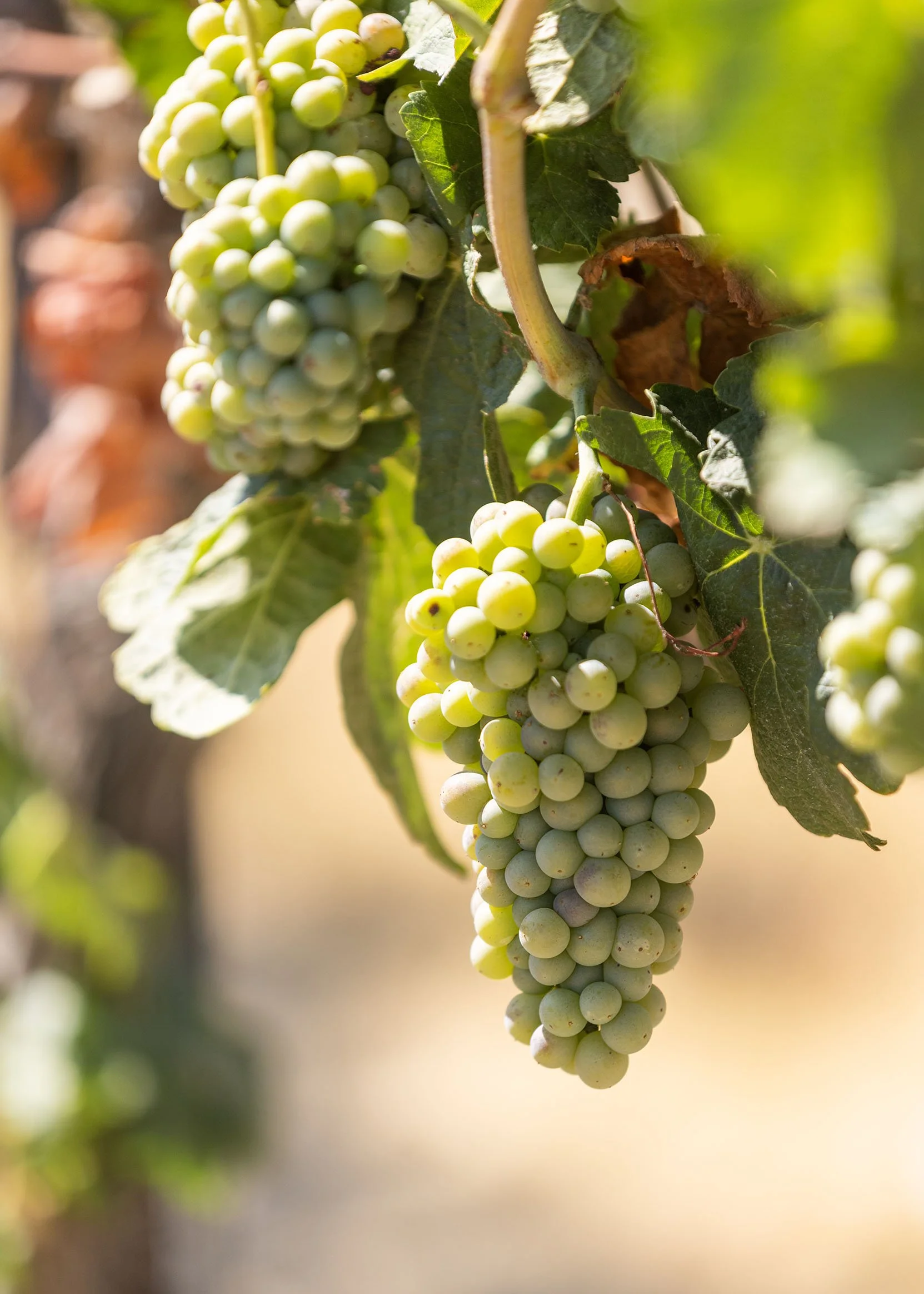 Close-up of a bunch of green grapes hanging from a vine with green leaves.