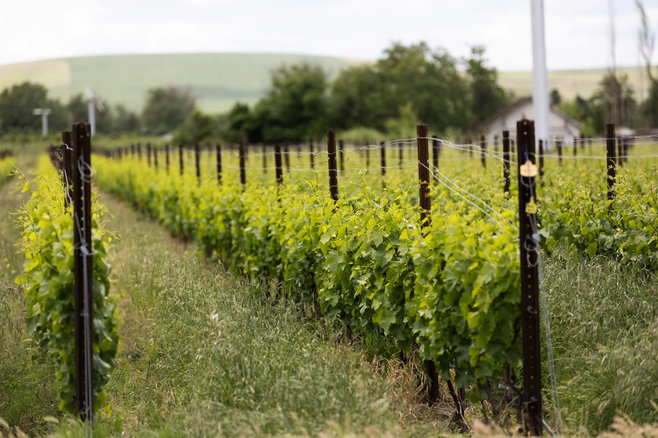 Vineyard with rows of grapevines supported by wooden and wire trellises, green foliage, and a blurred background of hills and trees.