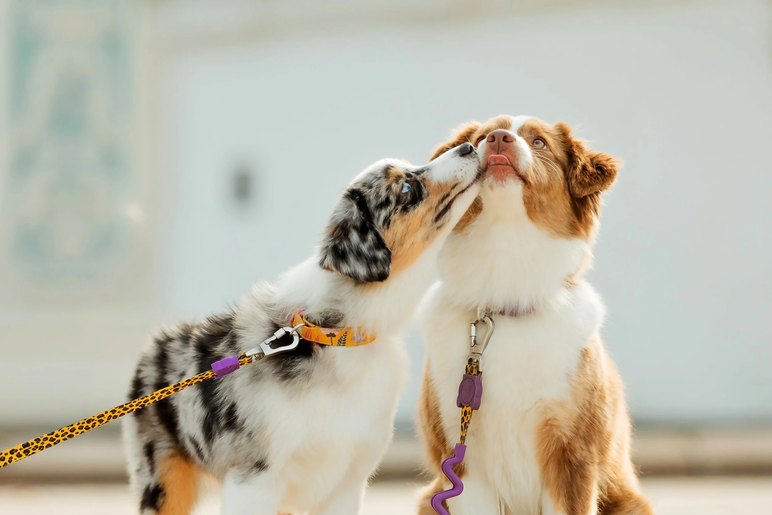 Two Australian Shepherd puppies; one with merle coat licking the face of the other with a red and white coat, both wearing colorful collars and leashes.