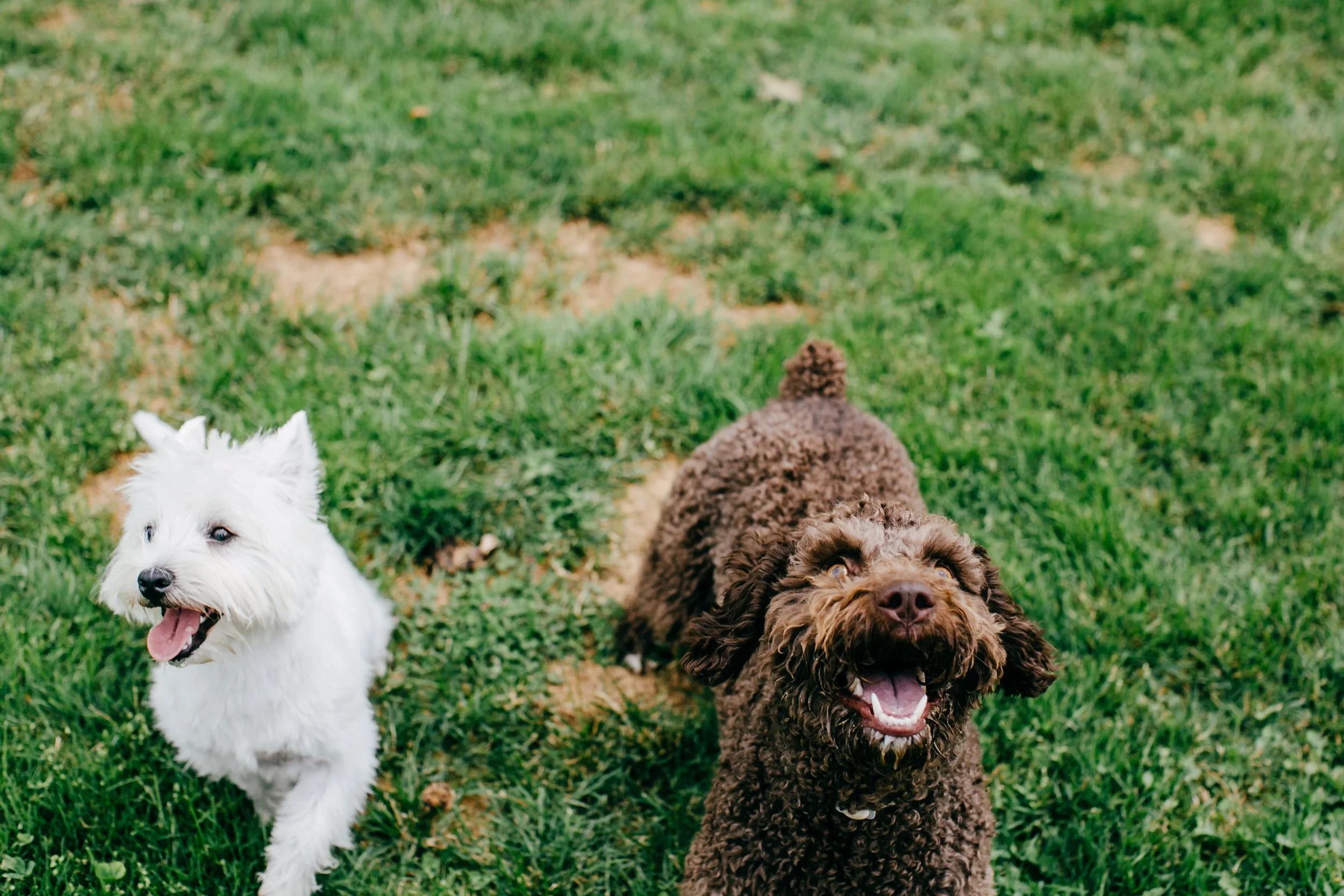 Three dogs in a grassy outdoor area: a small white dog with upright ears and an open mouth on the left, a medium-sized brown fluffy dog with curly fur in the middle, and a small brown dog with curly fur at the bottom right.
