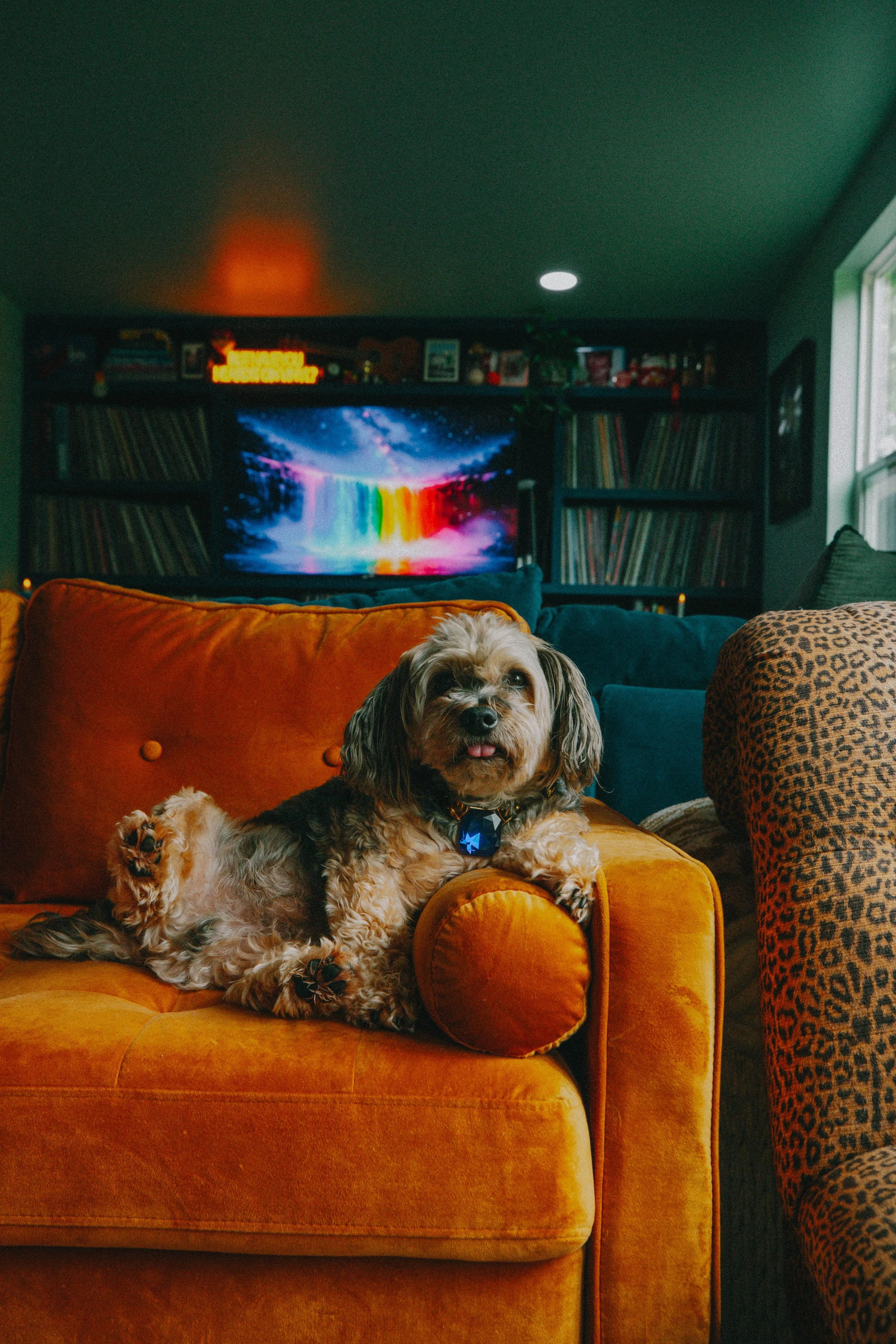 George Harrison - a 20 lb yorkie-poo who serves as official mascot and co-host of the Pussy Willow